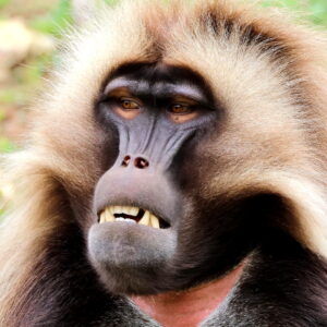 Singe Gelada