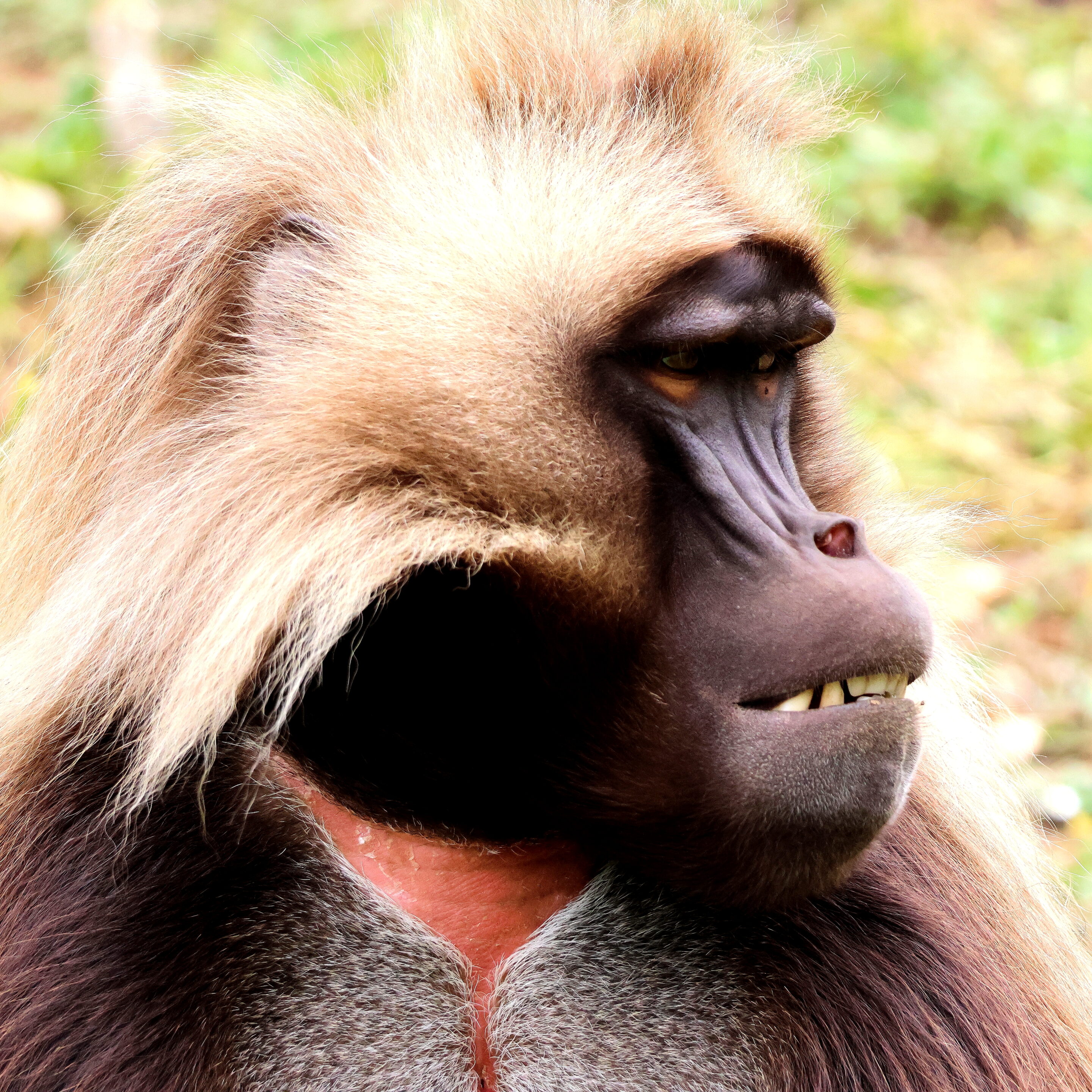 Singe Gelada – Image 3