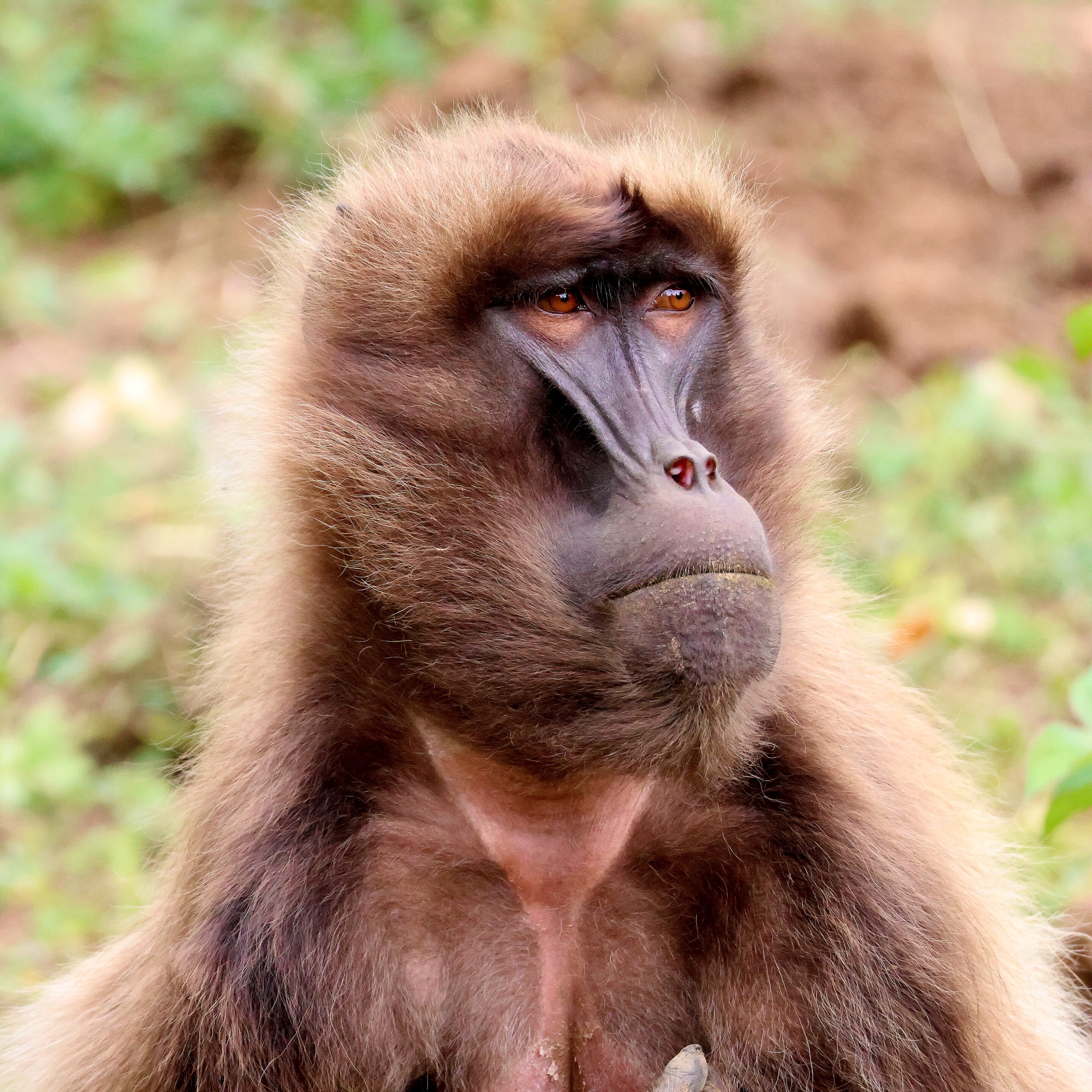 Singe Gelada – Image 7