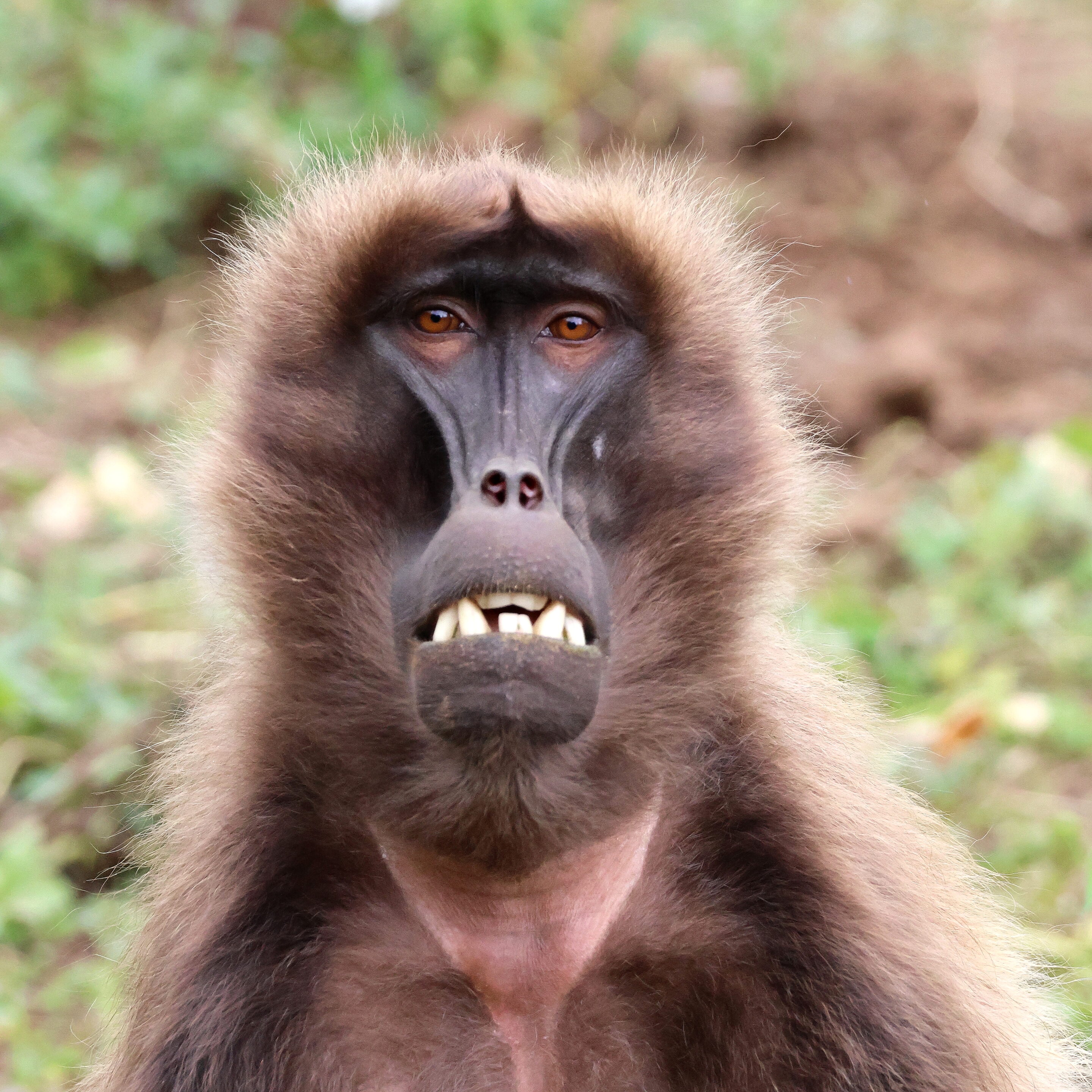 Singe Gelada – Image 8