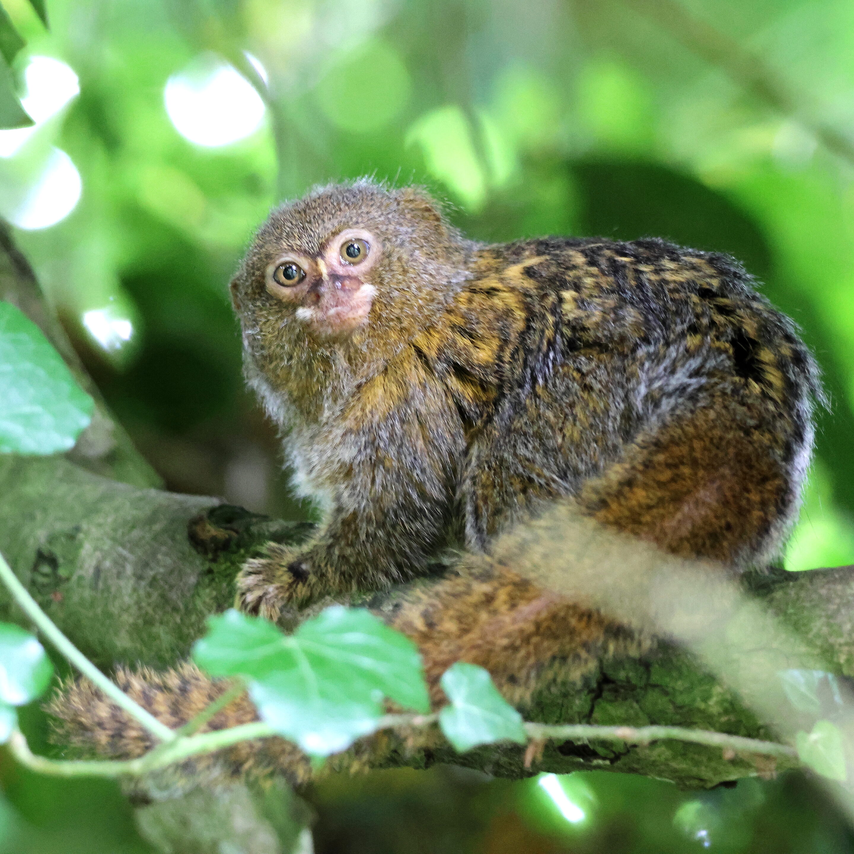 Singe Ouistiti – Image 2