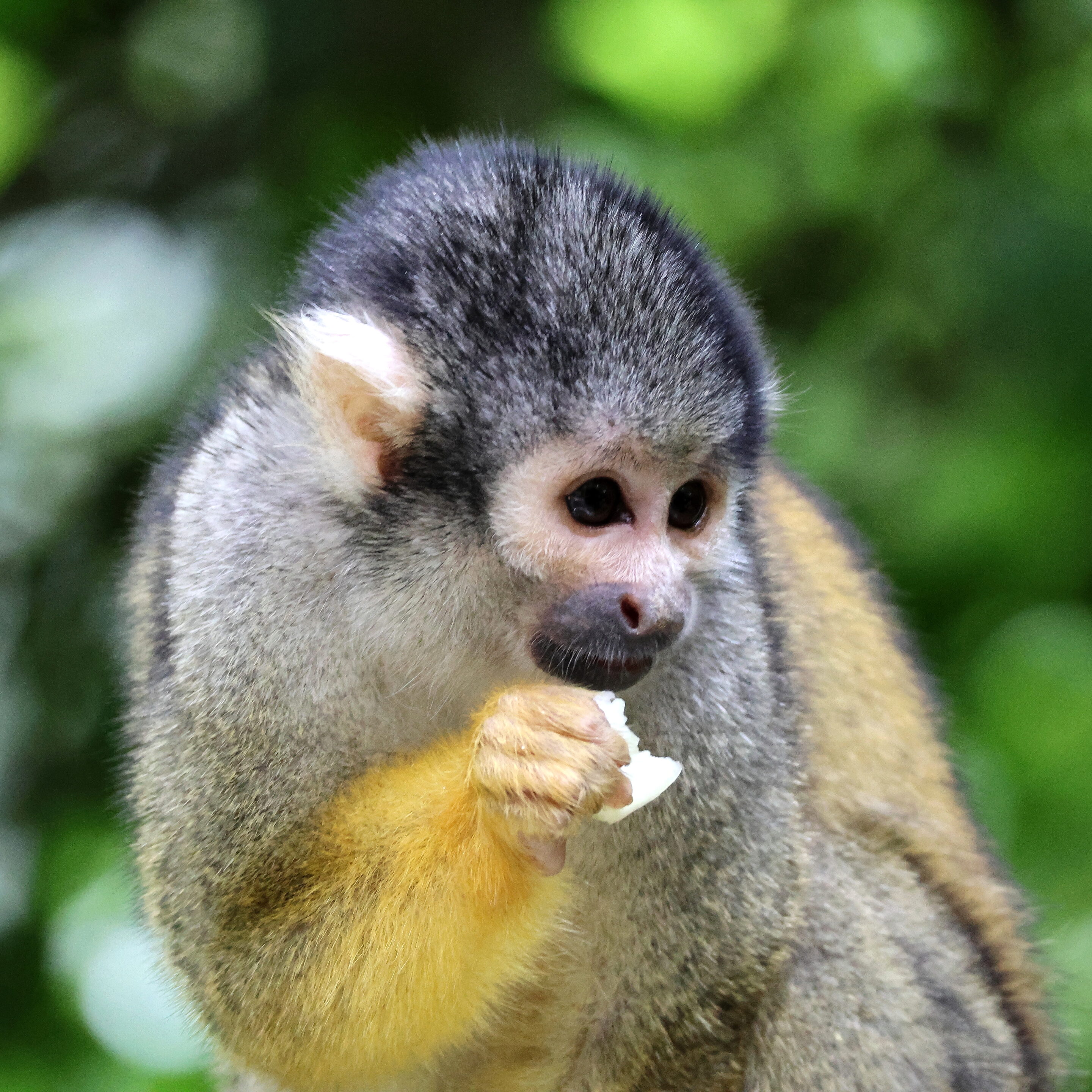 Bébés animaux au regard envoutant – Image 24