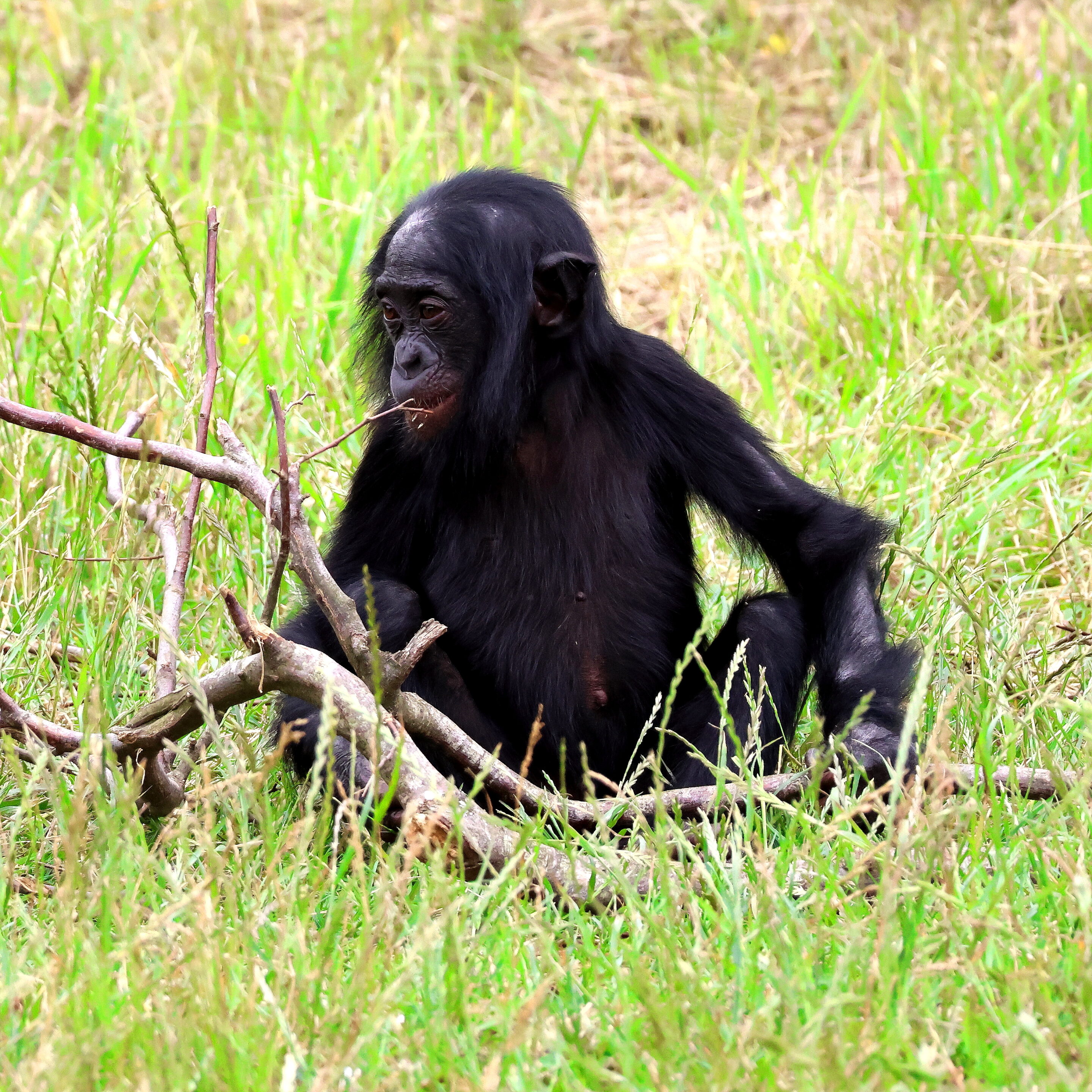 Bébés animaux au regard envoutant – Image 26