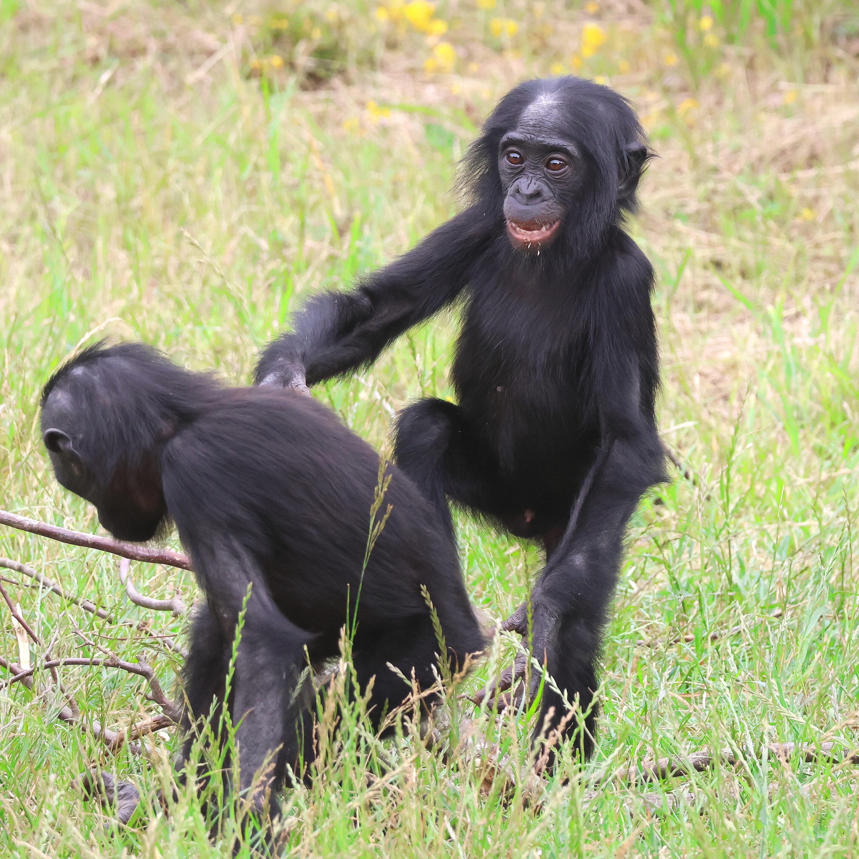 Bébés animaux au regard envoutant – Image 8