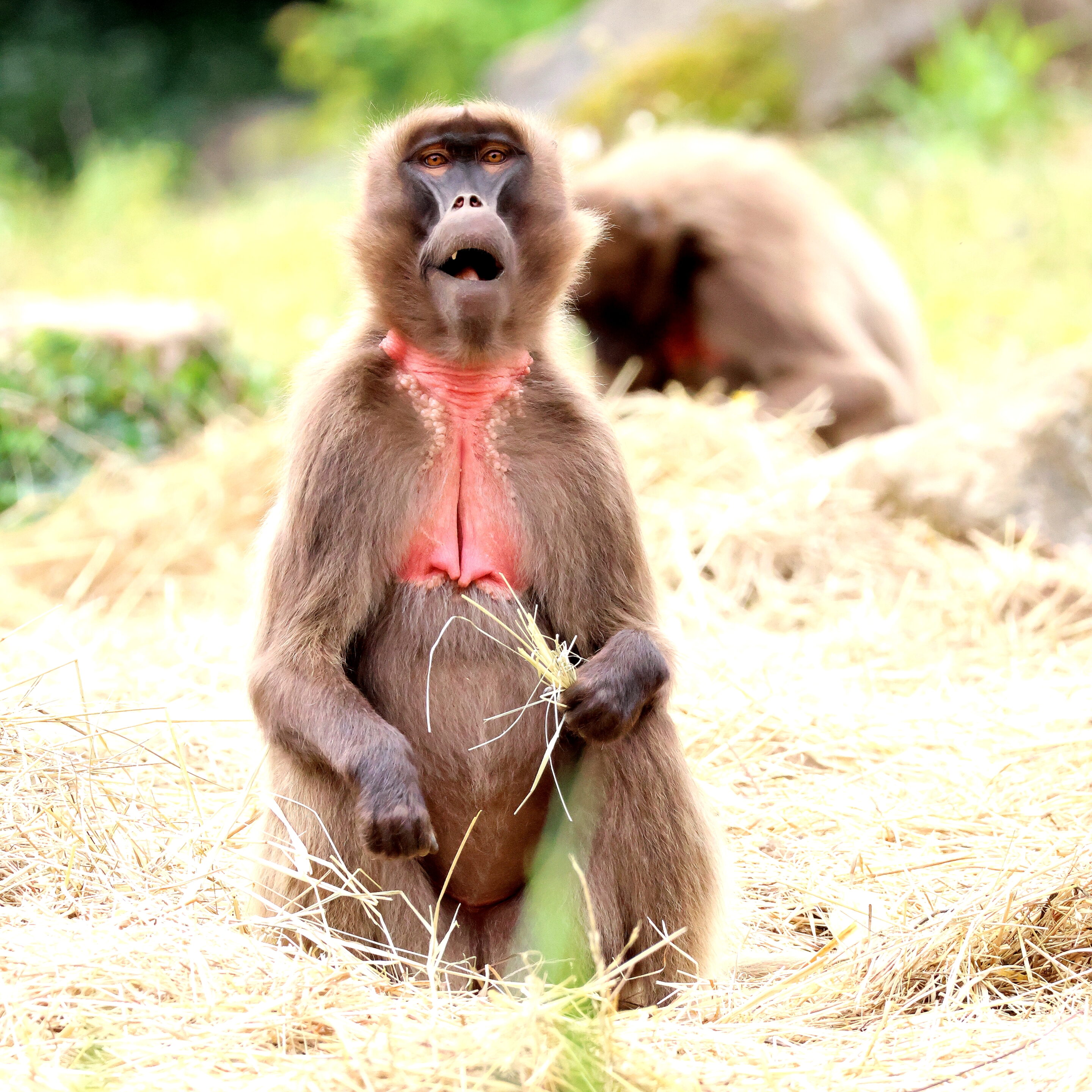 Singe Gelada – Image 10