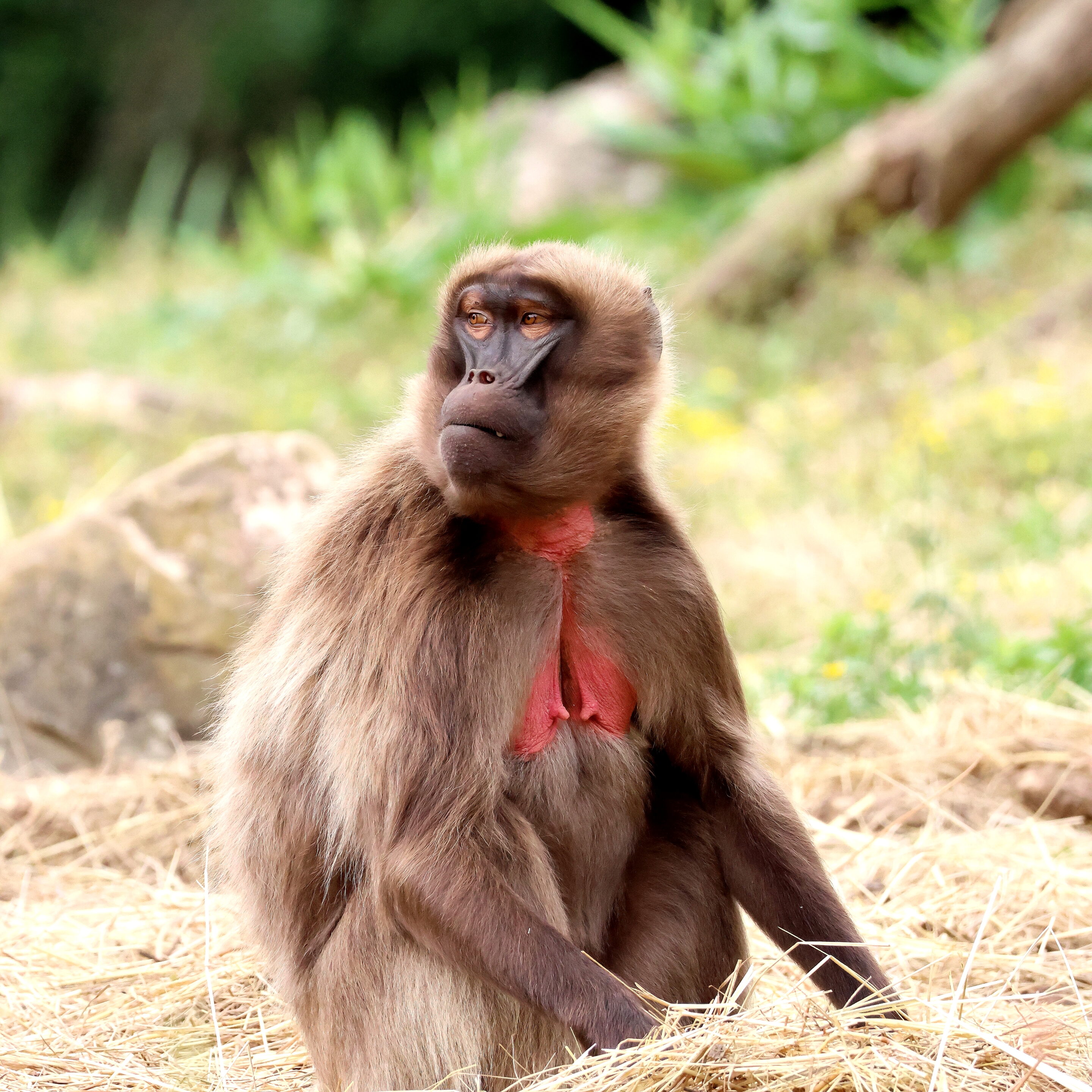Singe Gelada – Image 11