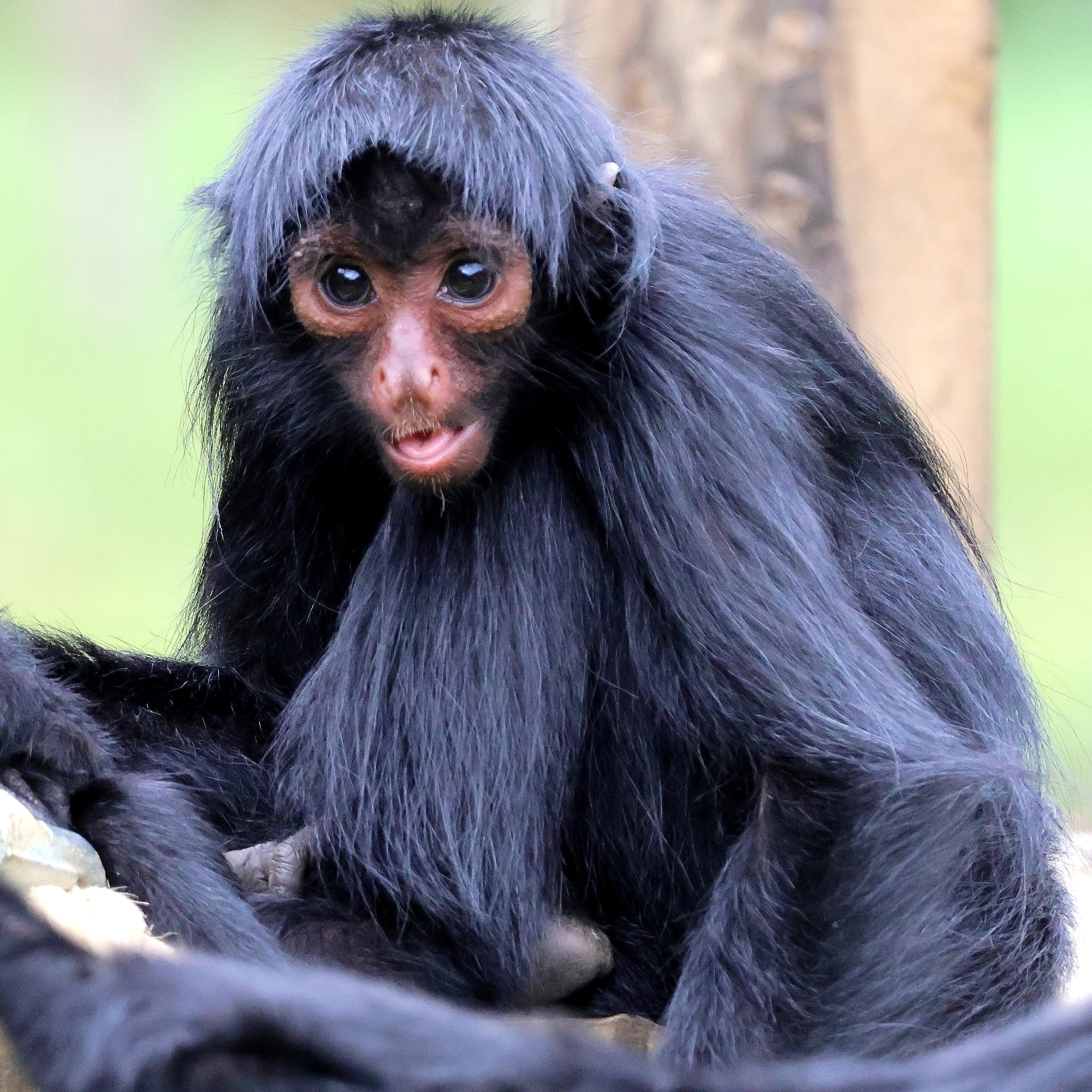 Bébés animaux au regard envoutant – Image 27