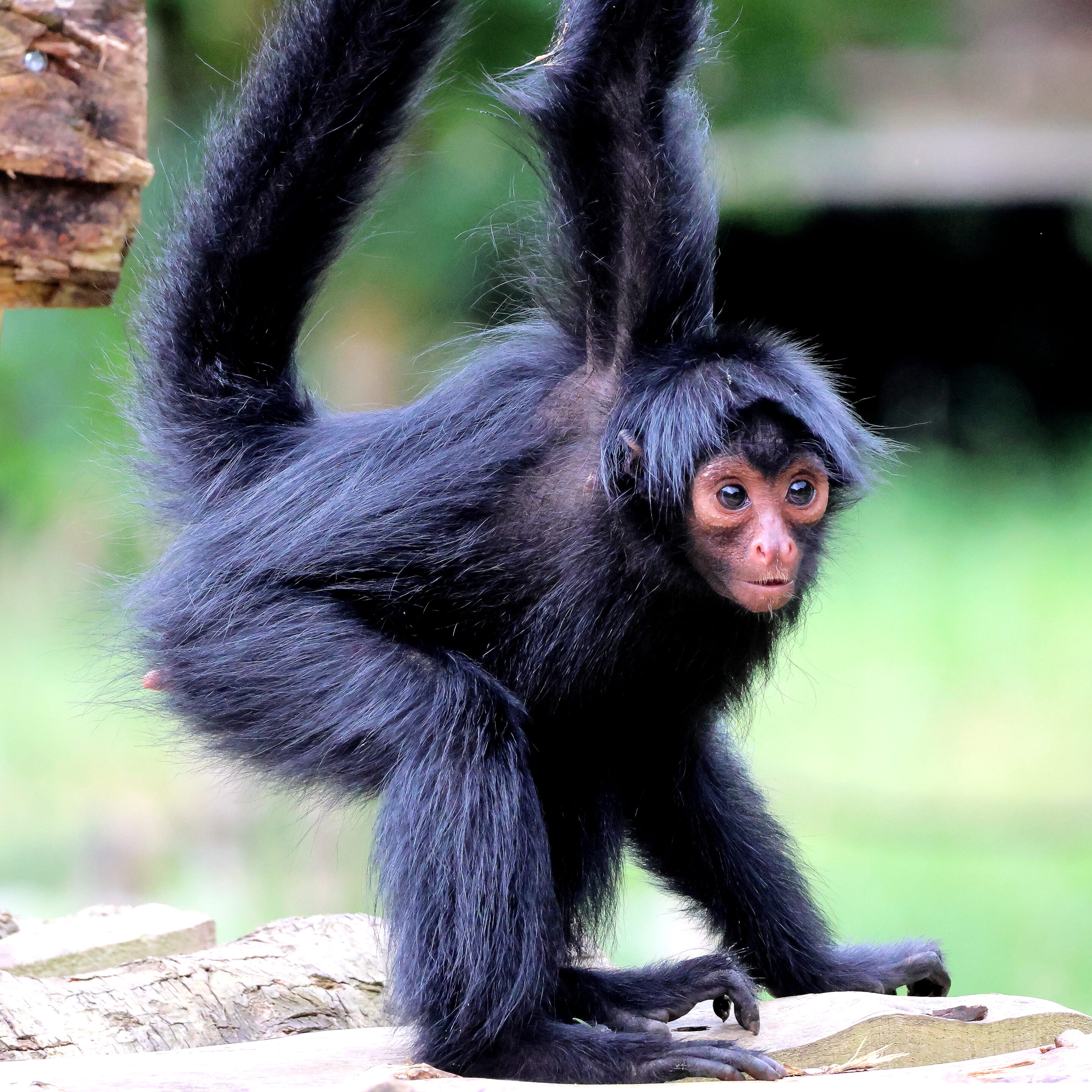 Bébés animaux au regard envoutant – Image 28