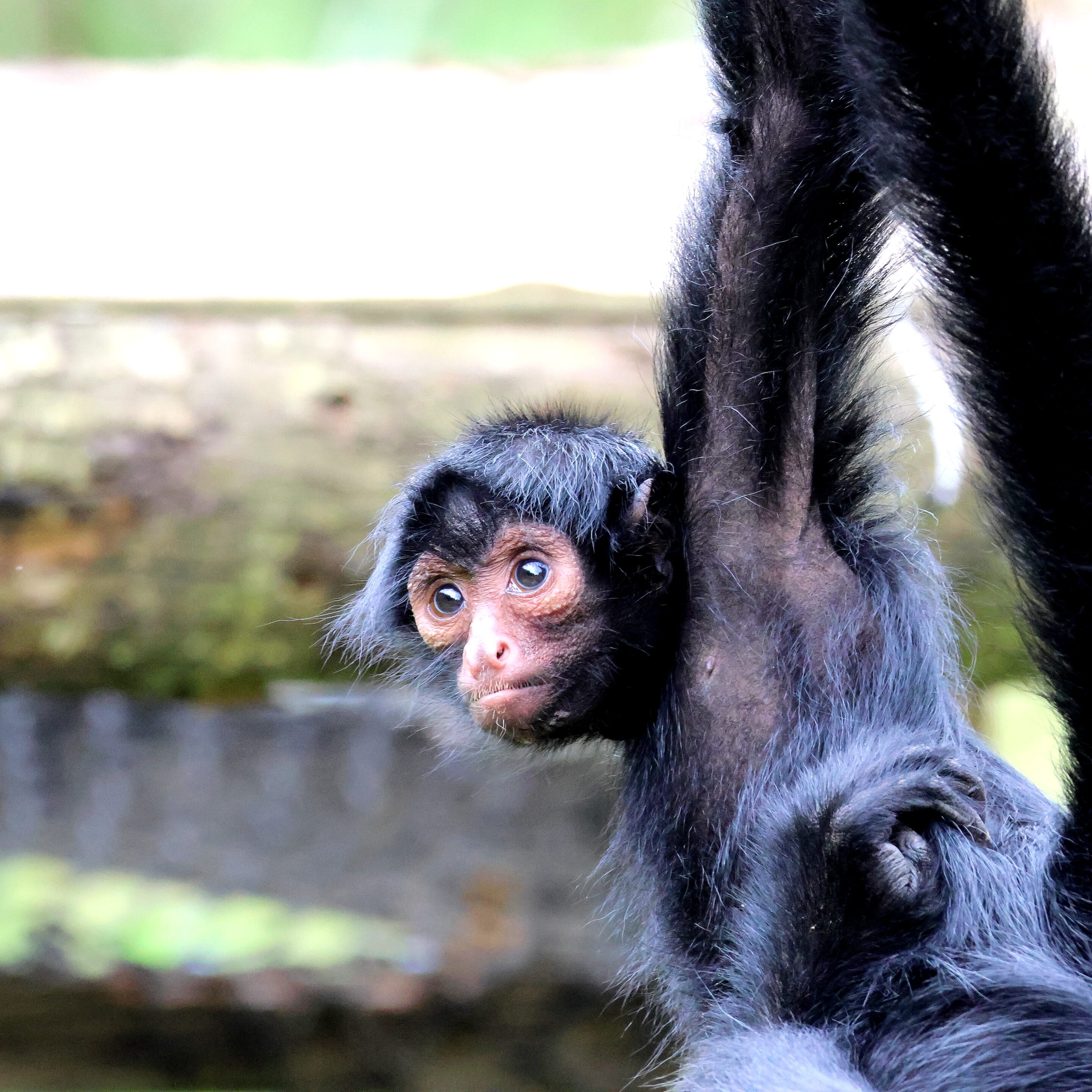 Bébés animaux au regard envoutant – Image 29