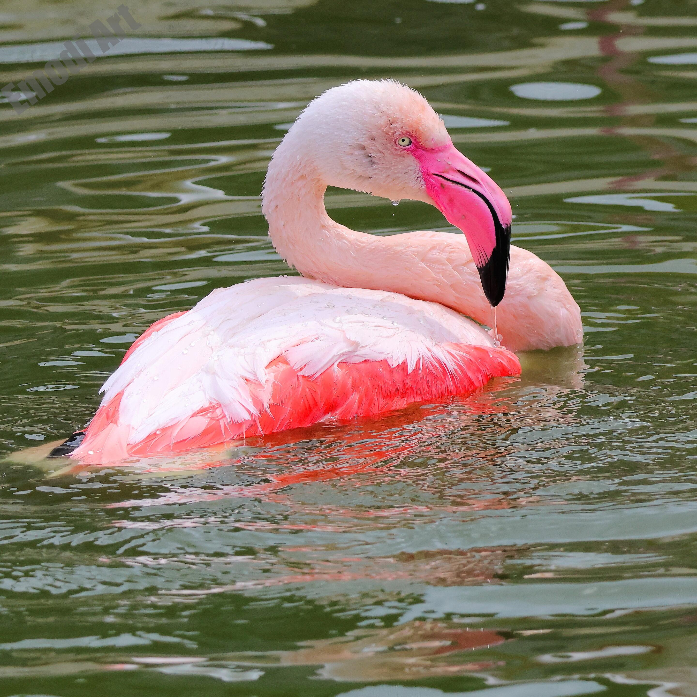 Le monde des oiseaux – Image 35