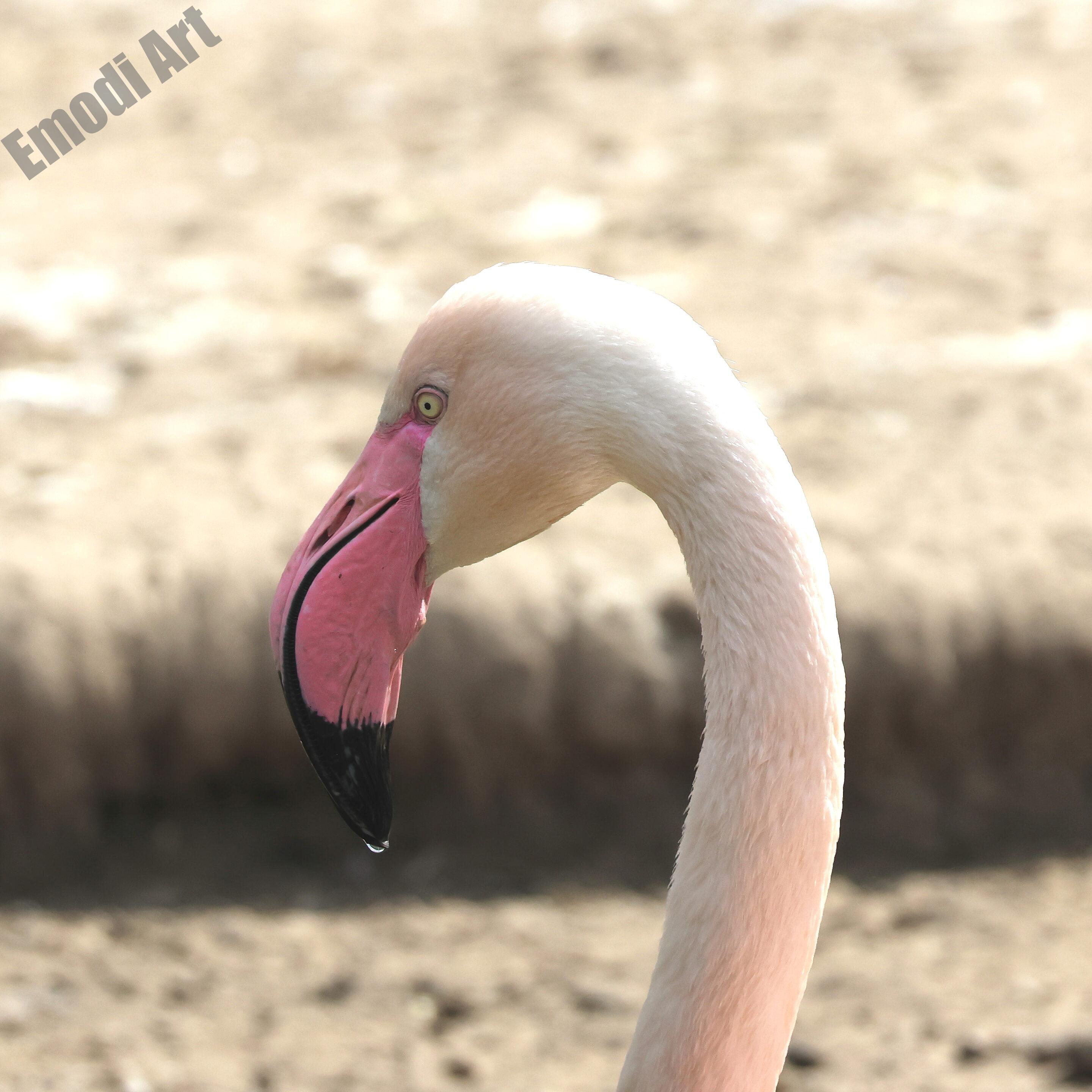 Le monde des oiseaux – Image 36