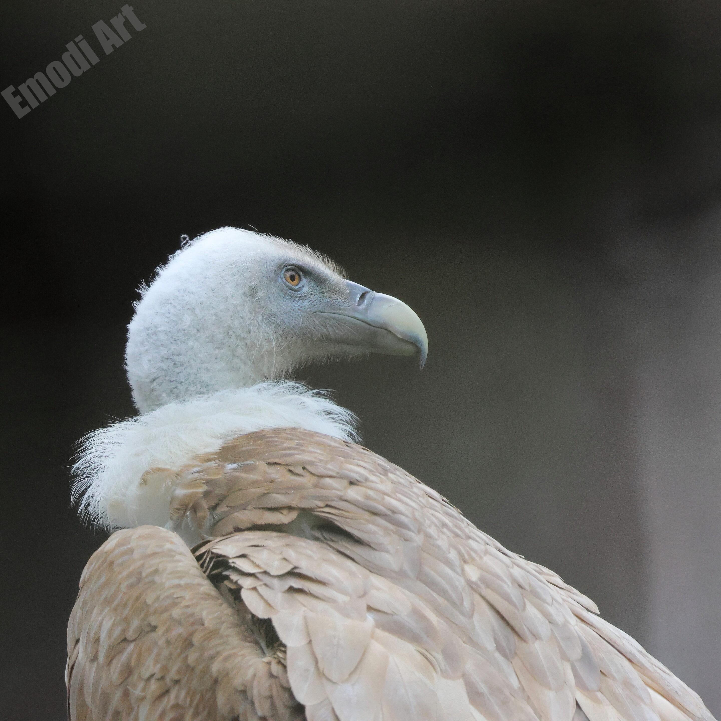 Le monde des oiseaux – Image 11