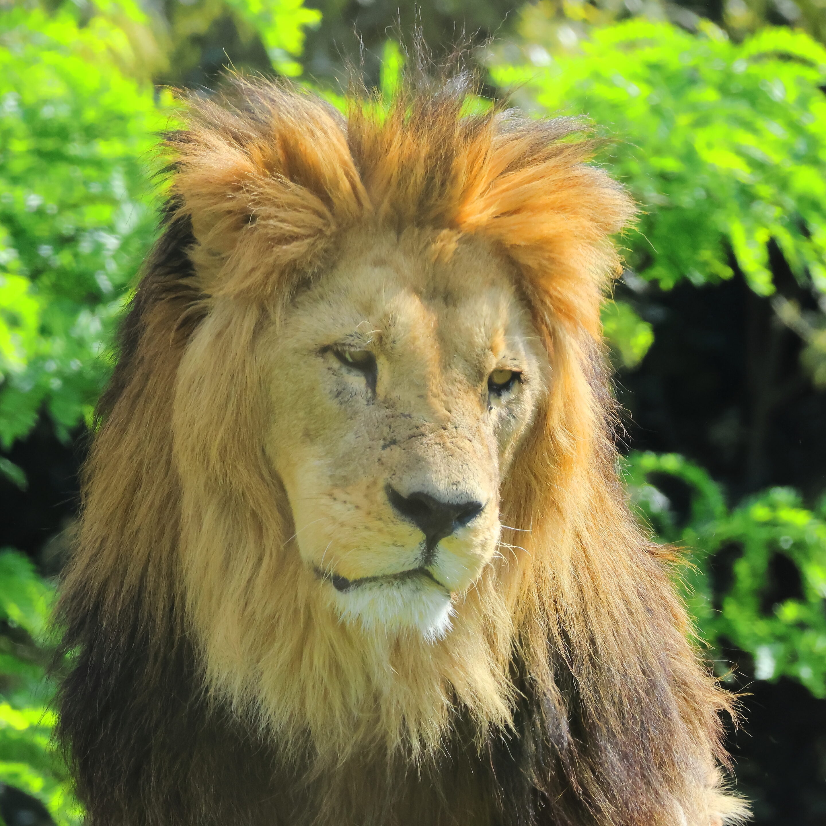 Lion majestueux – Image 19