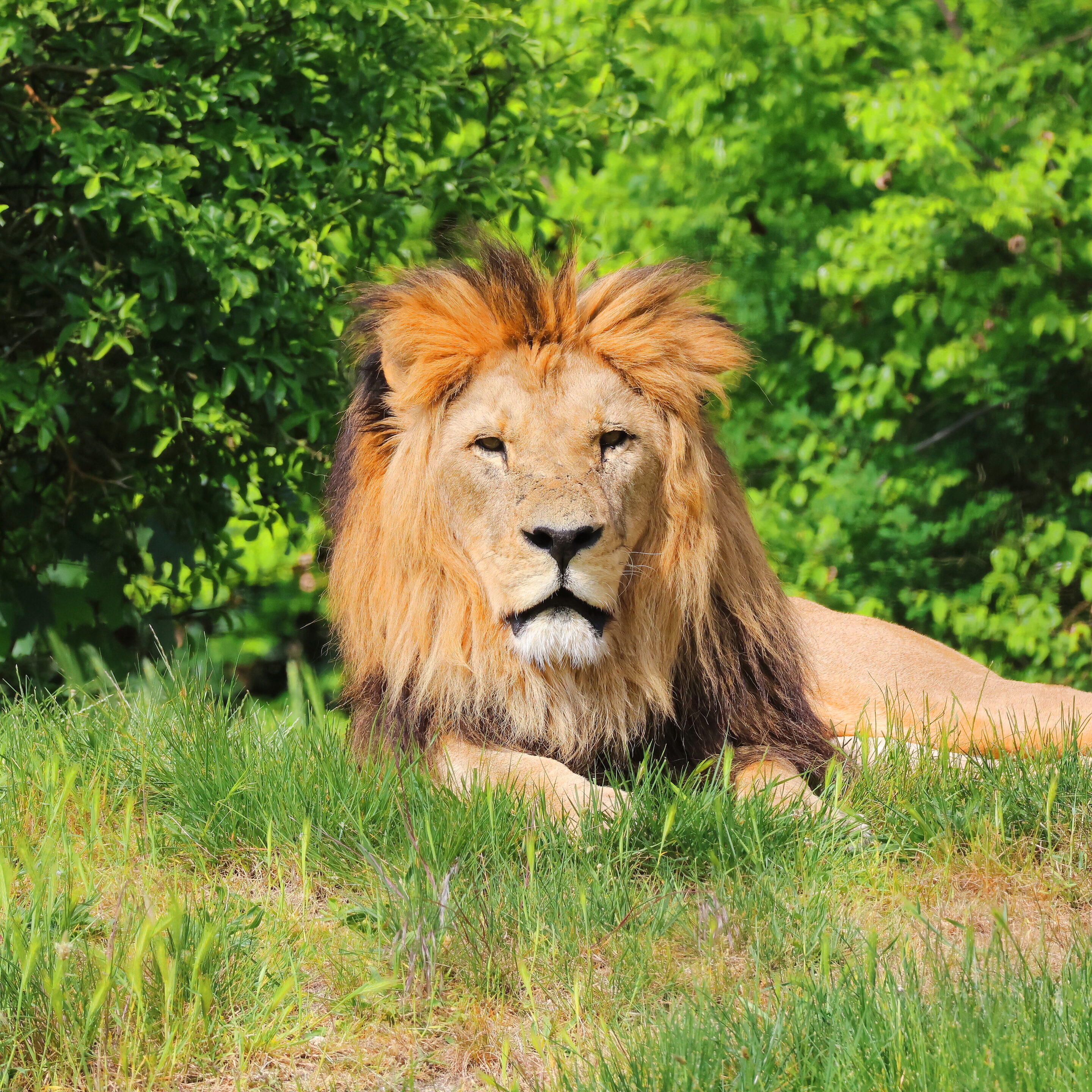 Lion majestueux – Image 20