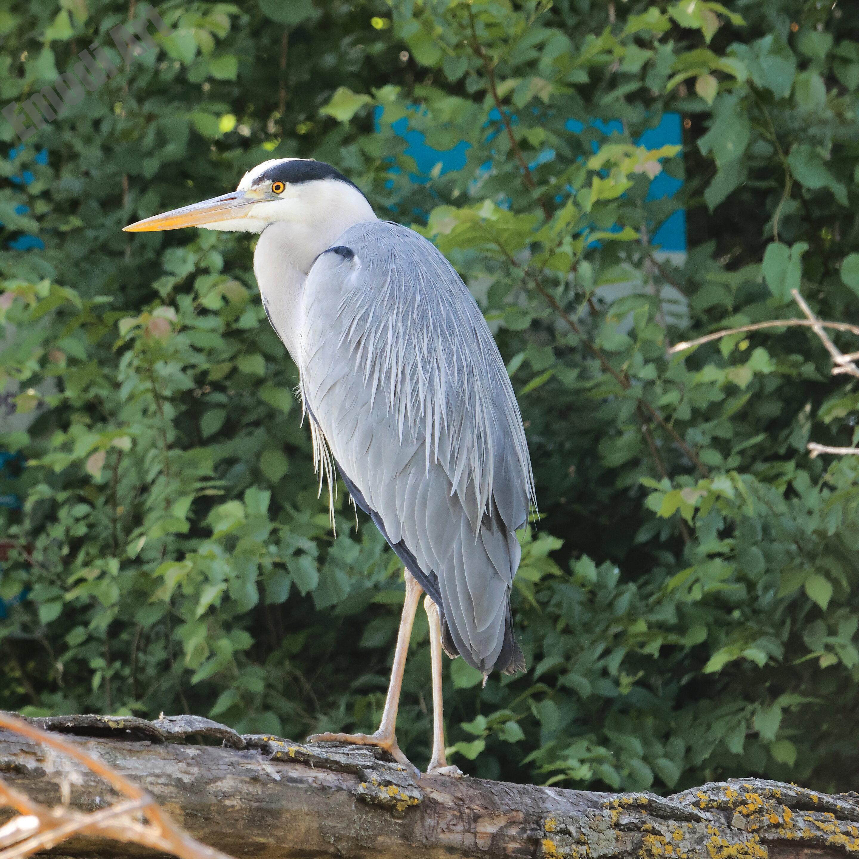 Le monde des oiseaux – Image 37