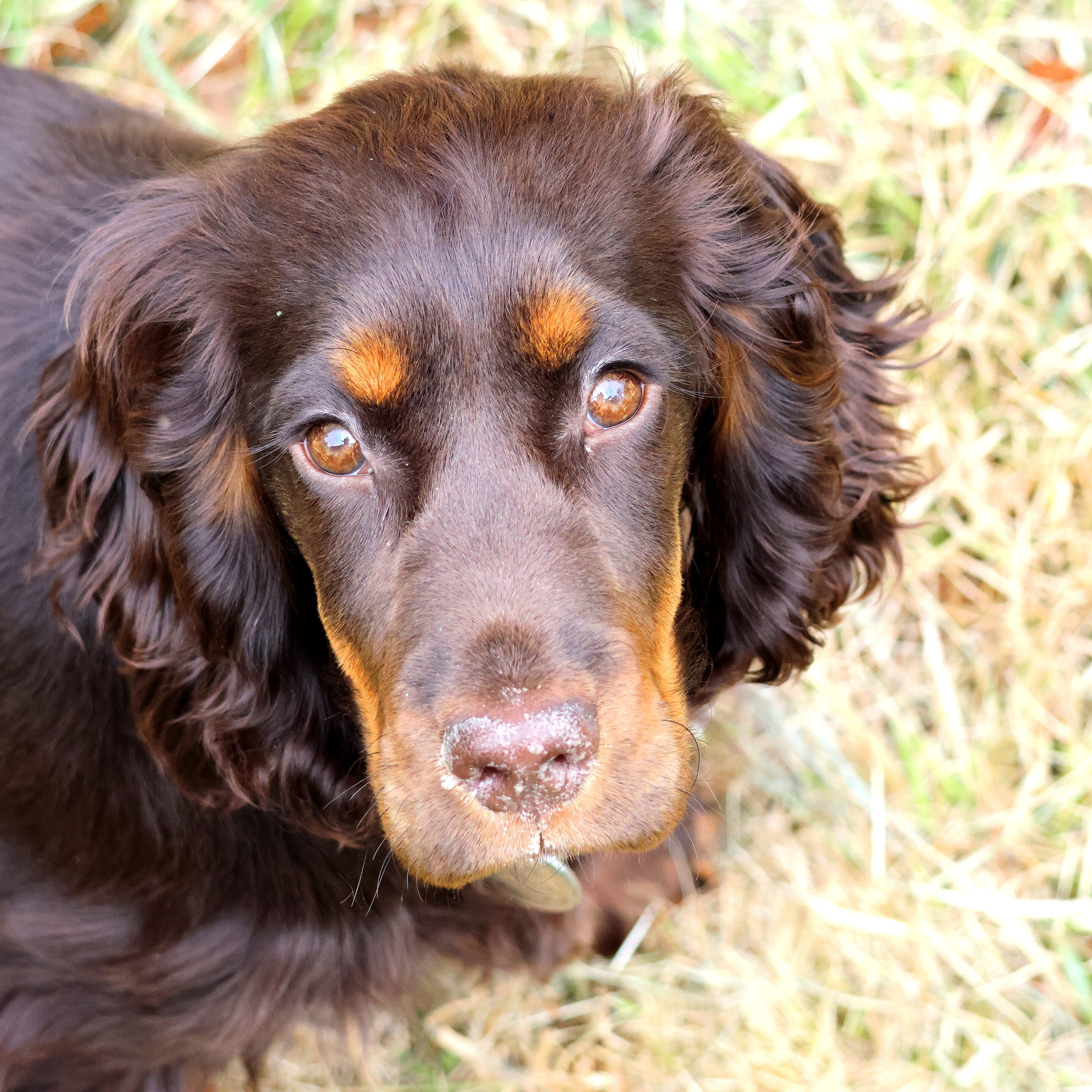 Yumi chienne cocker chocolat – Image 10