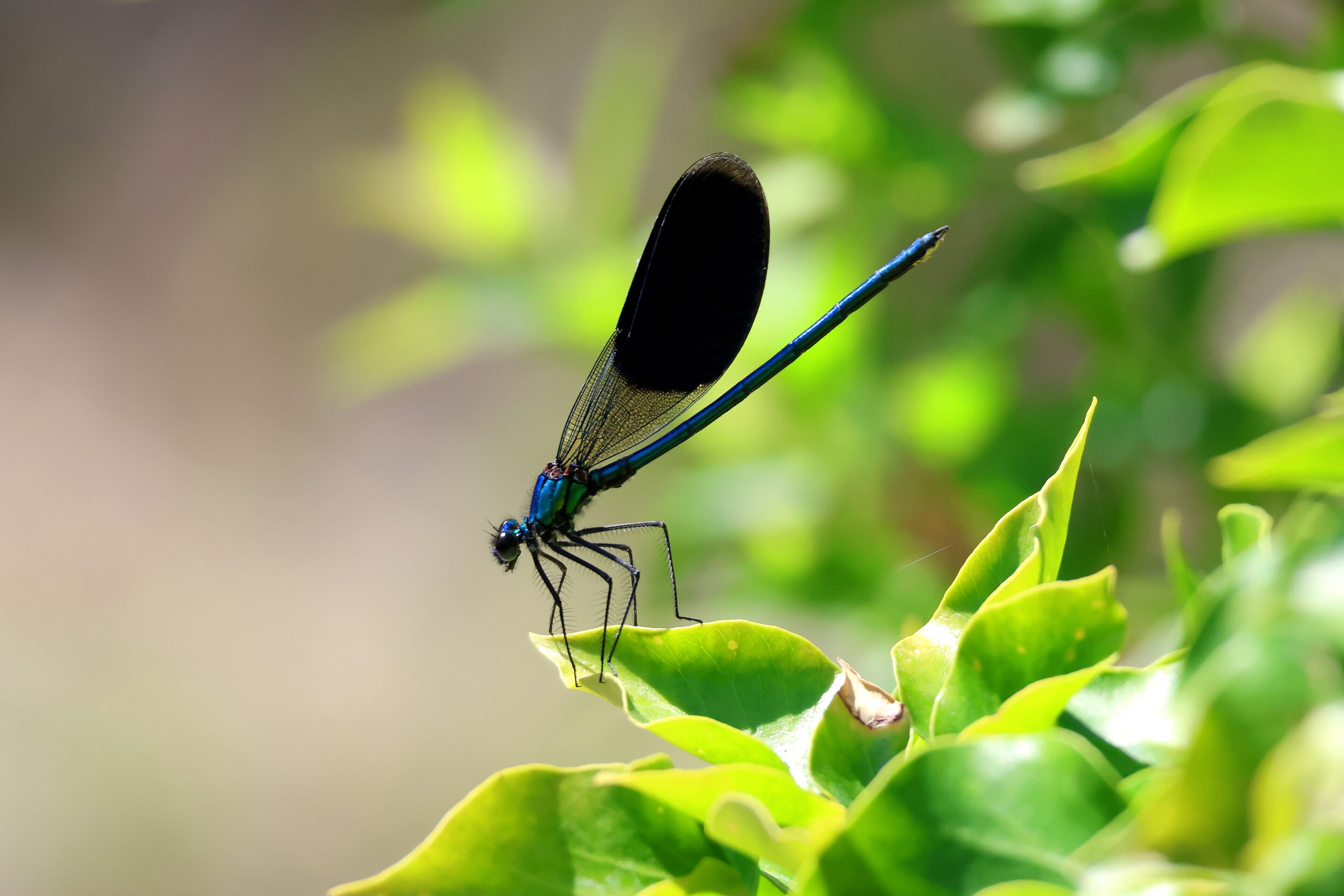 La libellule rose – Image 7