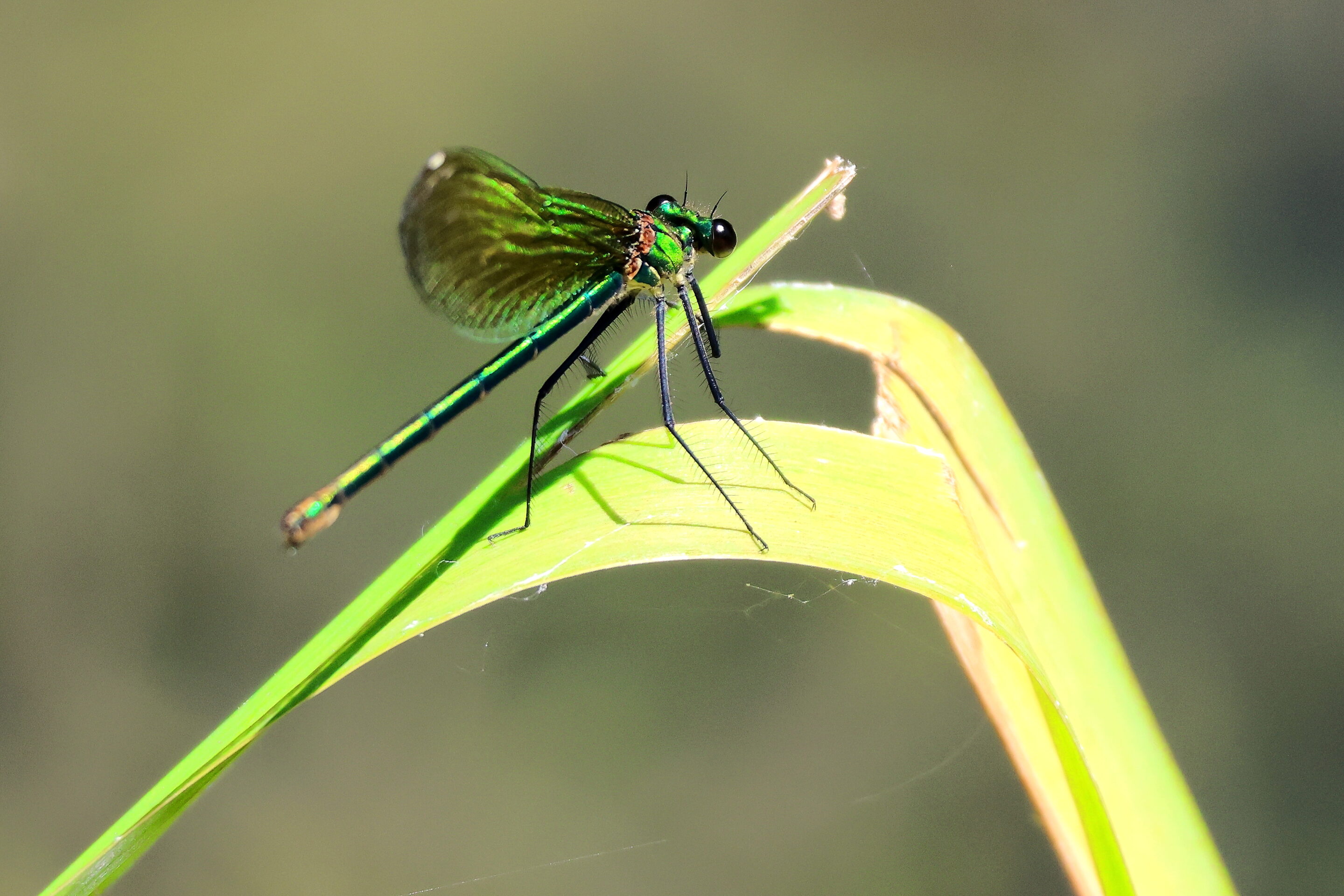 La libellule rose – Image 9