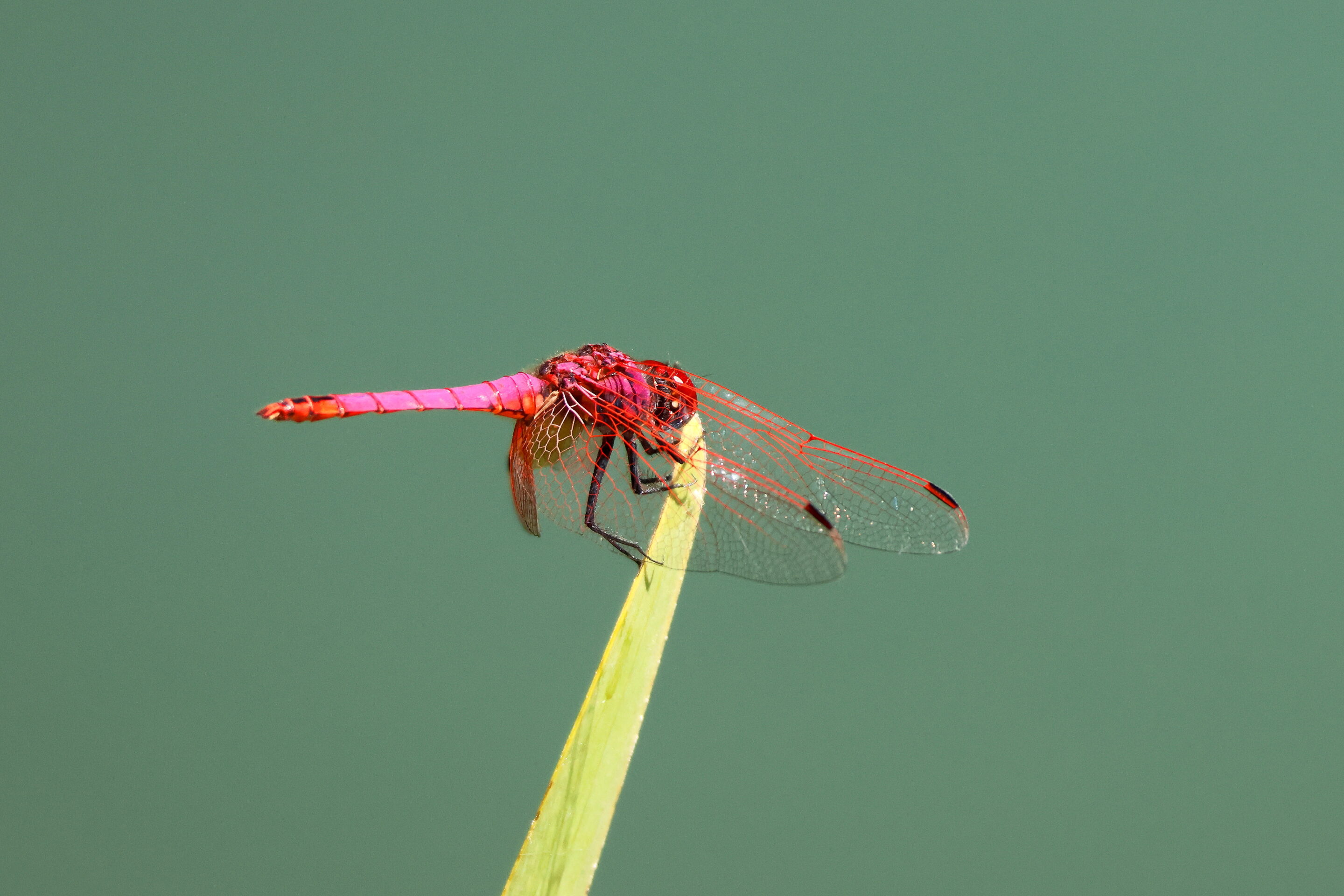 La libellule rose – Image 10