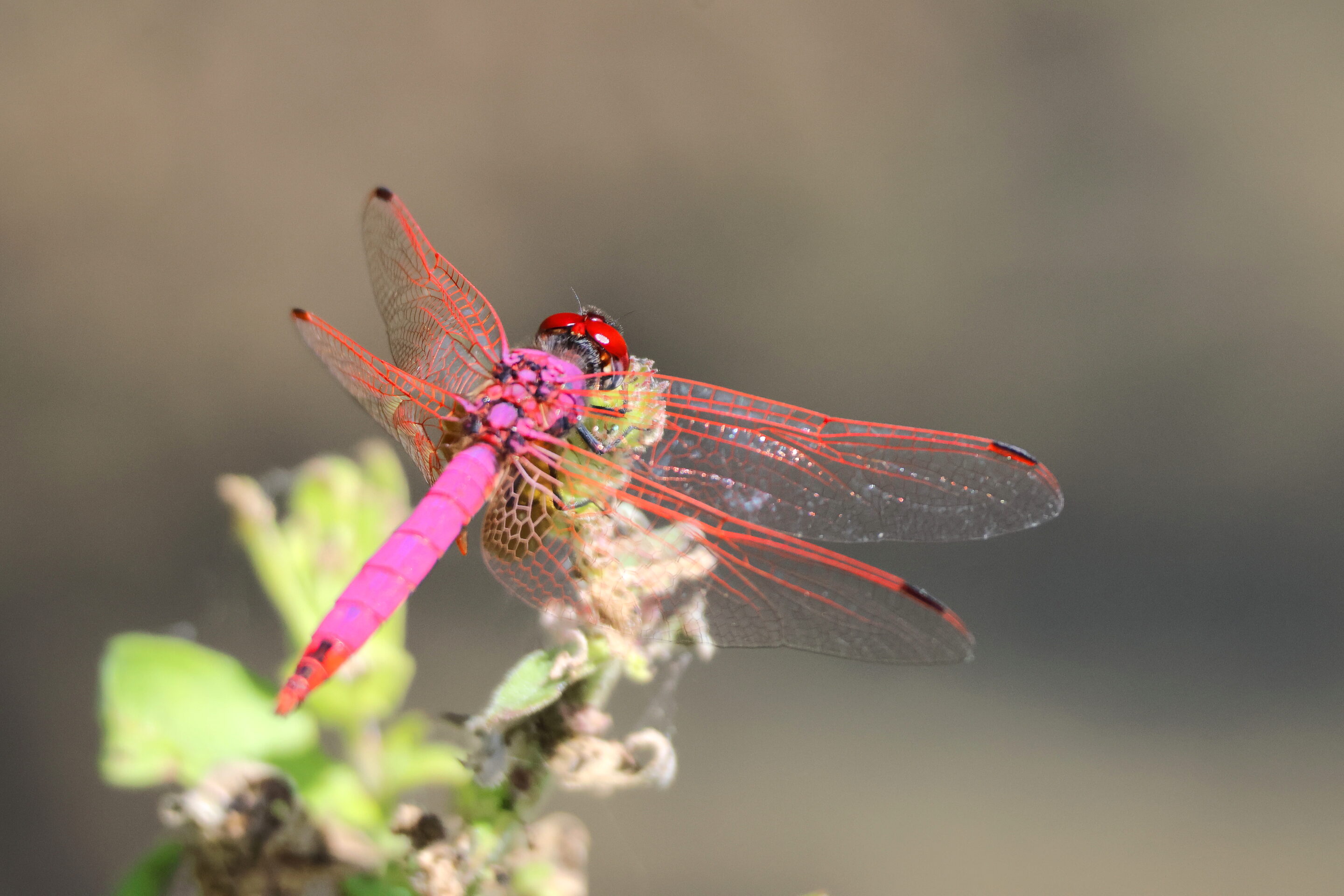 La libellule rose – Image 11