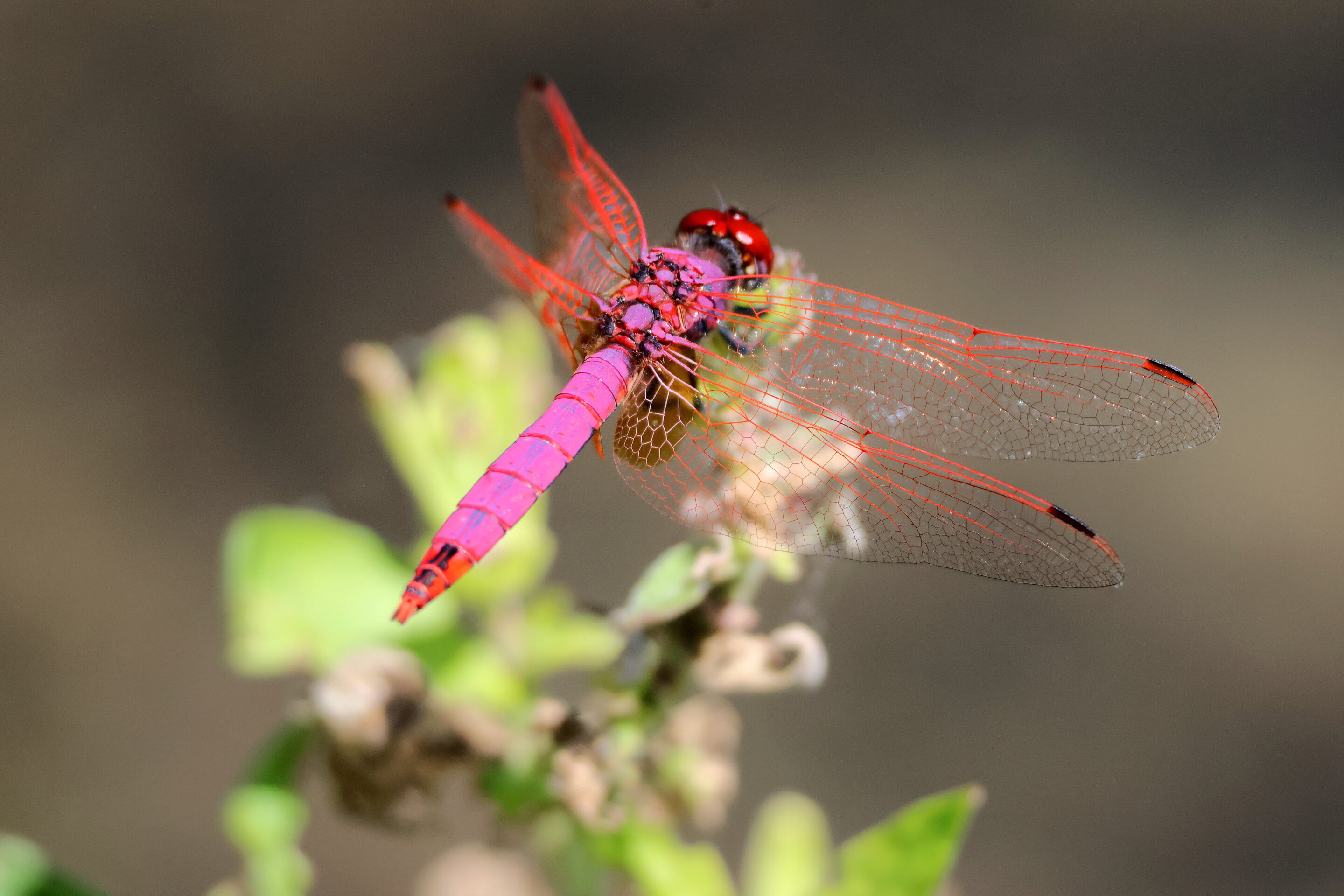 La libellule rose – Image 12