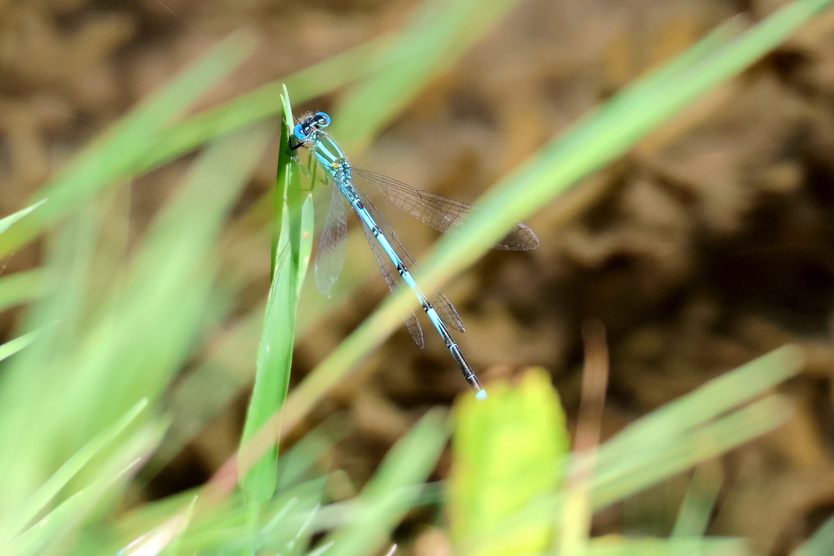 La libellule rose – Image 13