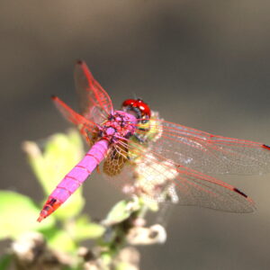 La libellule rose
