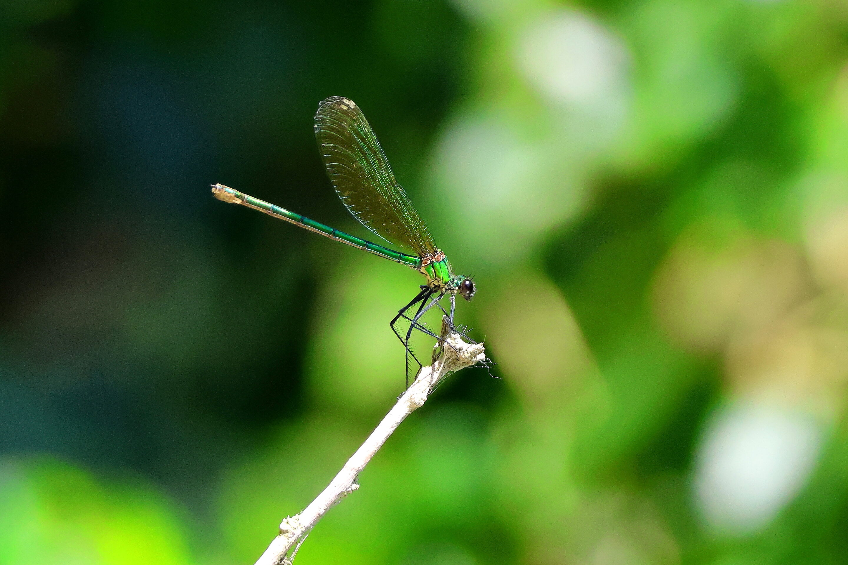 La libellule rose – Image 4