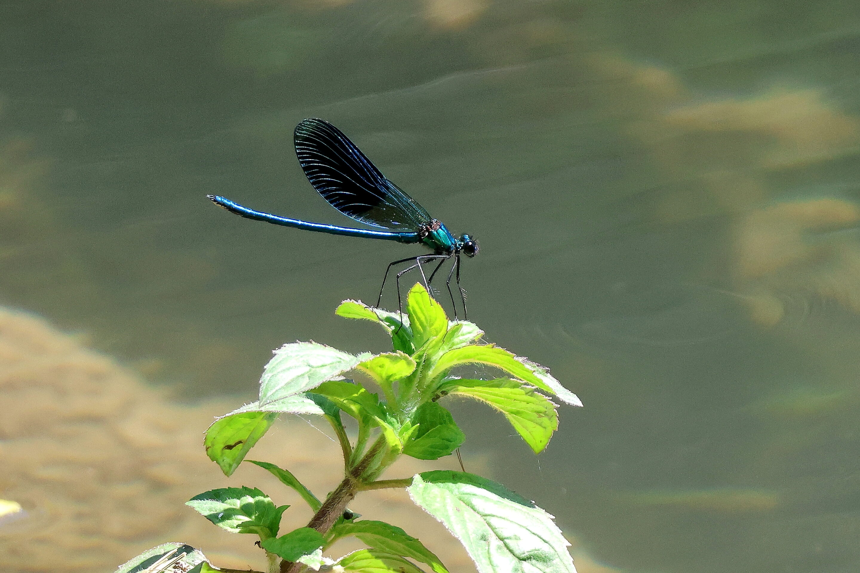 La libellule rose – Image 6