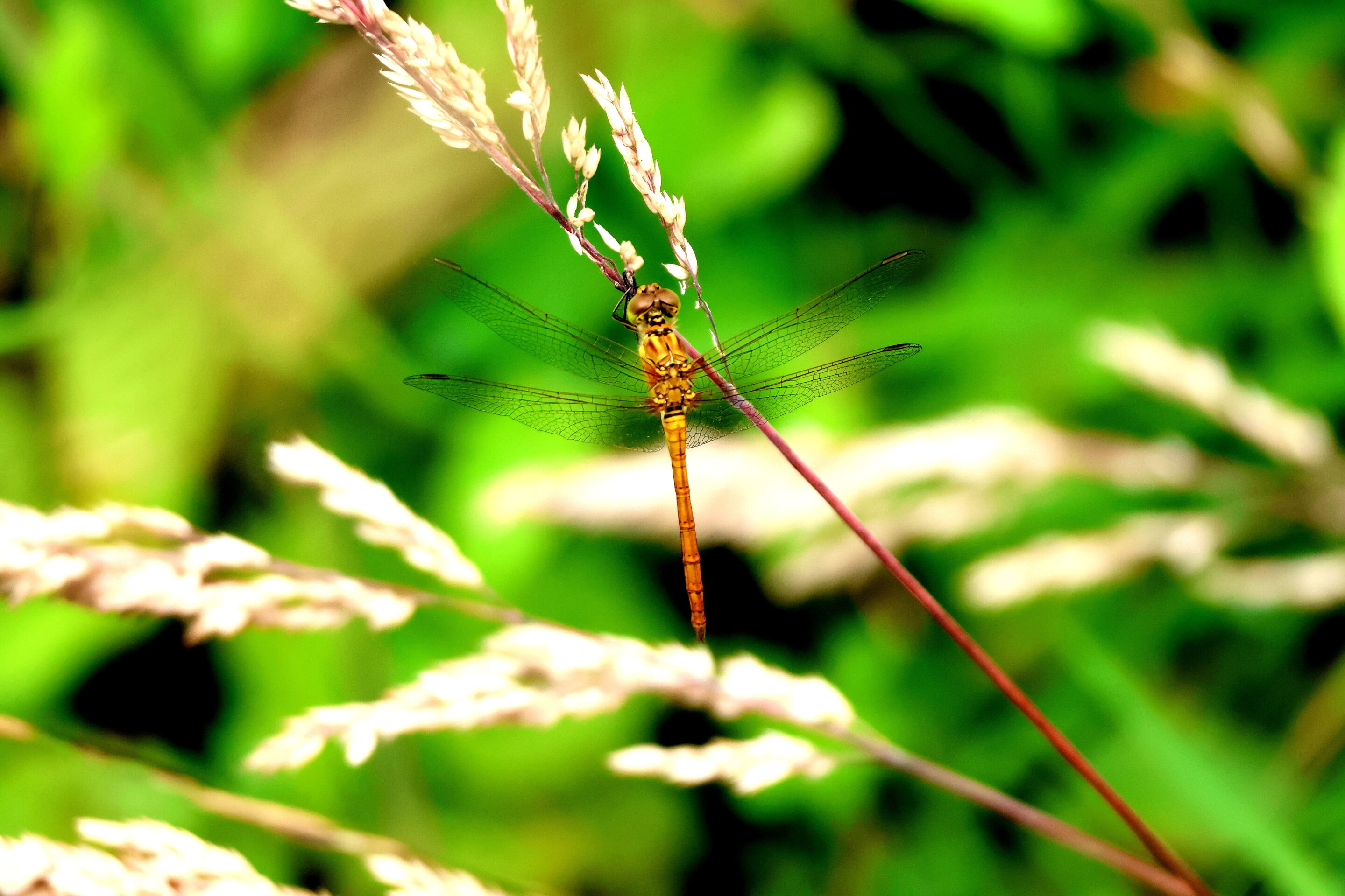 La libellule rose – Image 16