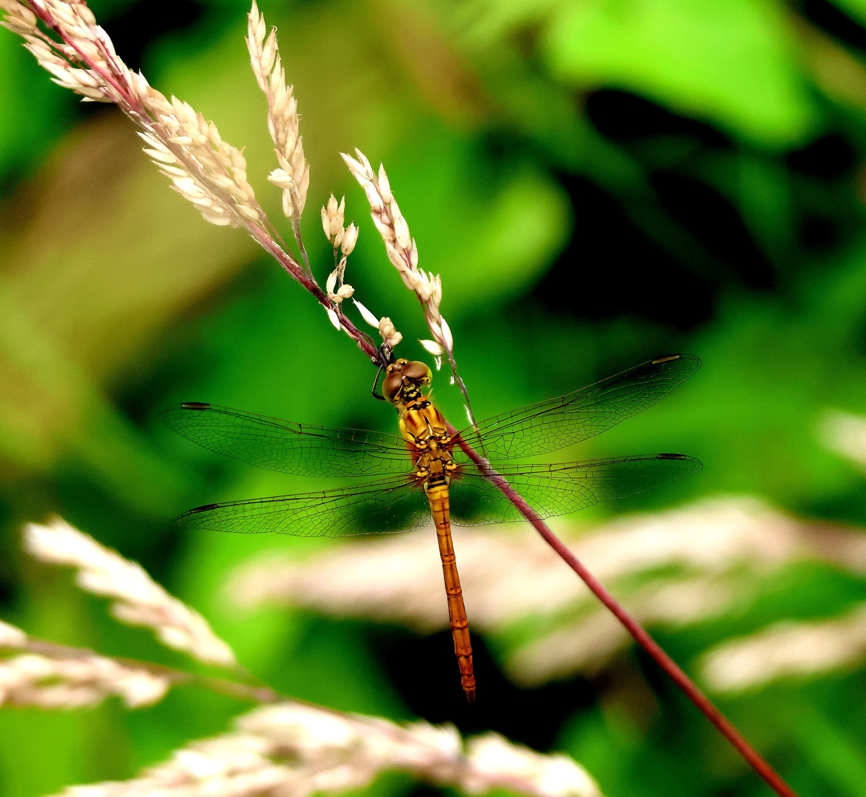 La libellule rose – Image 15