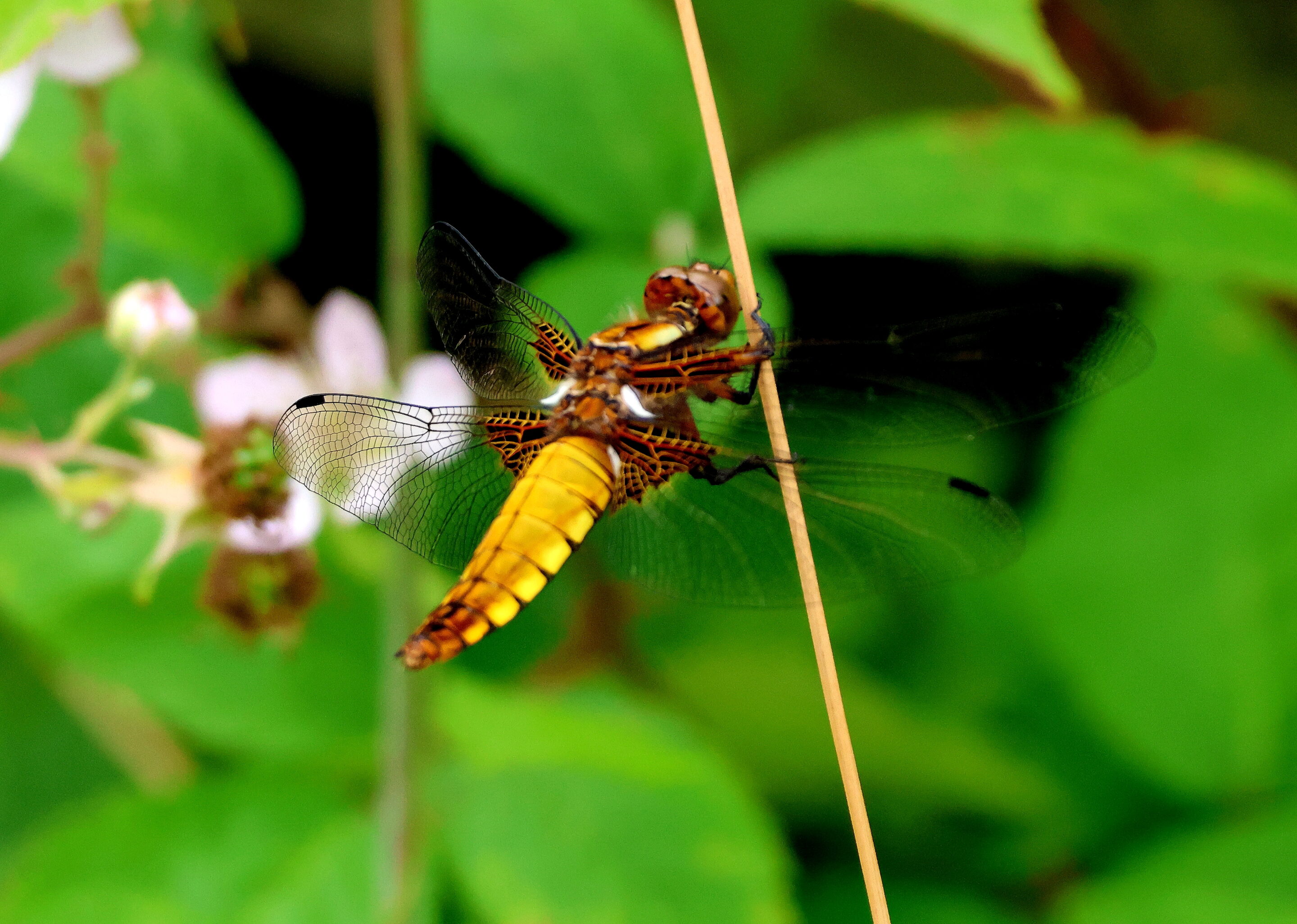 La libellule rose – Image 20