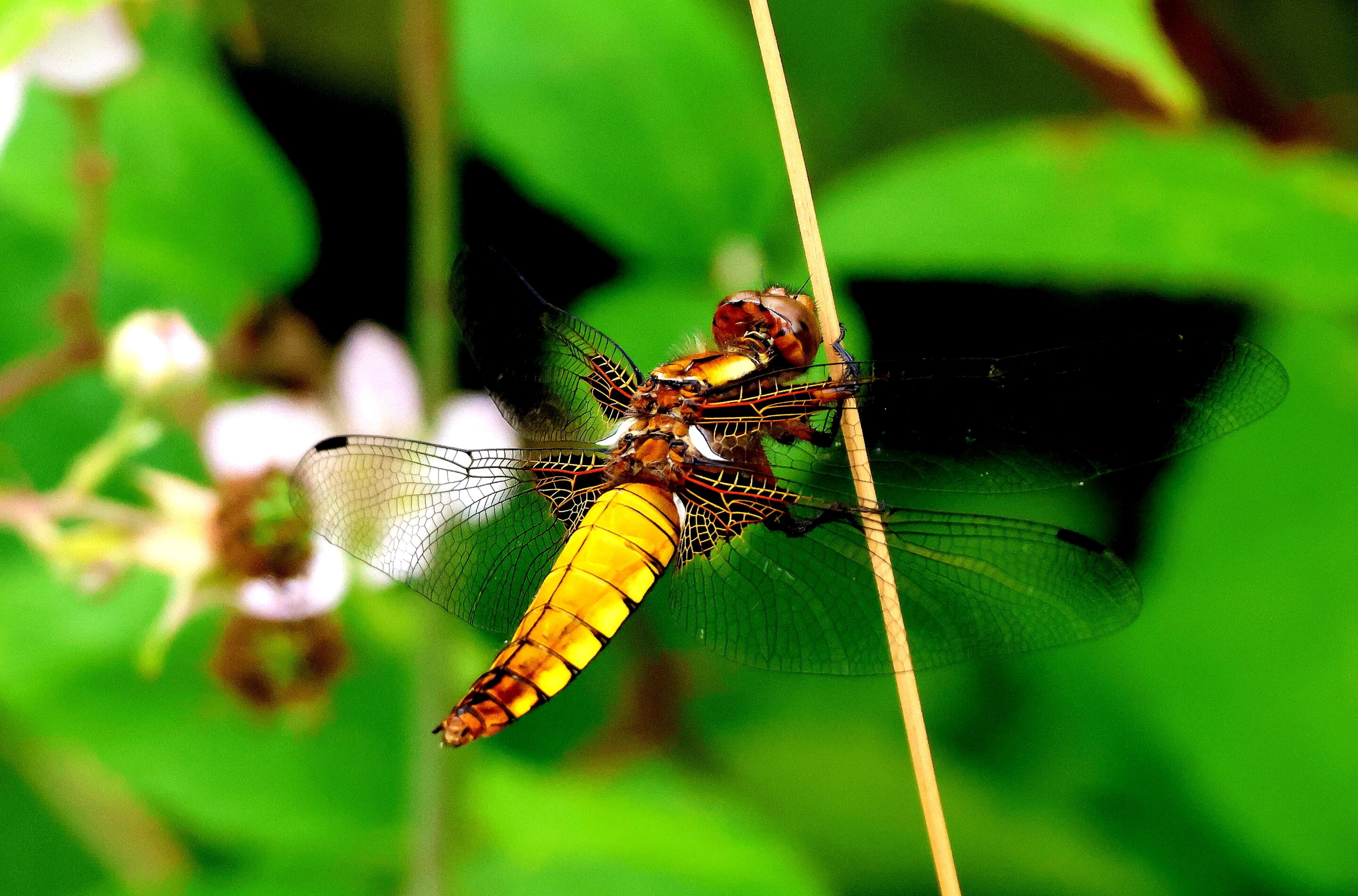 La libellule rose – Image 19