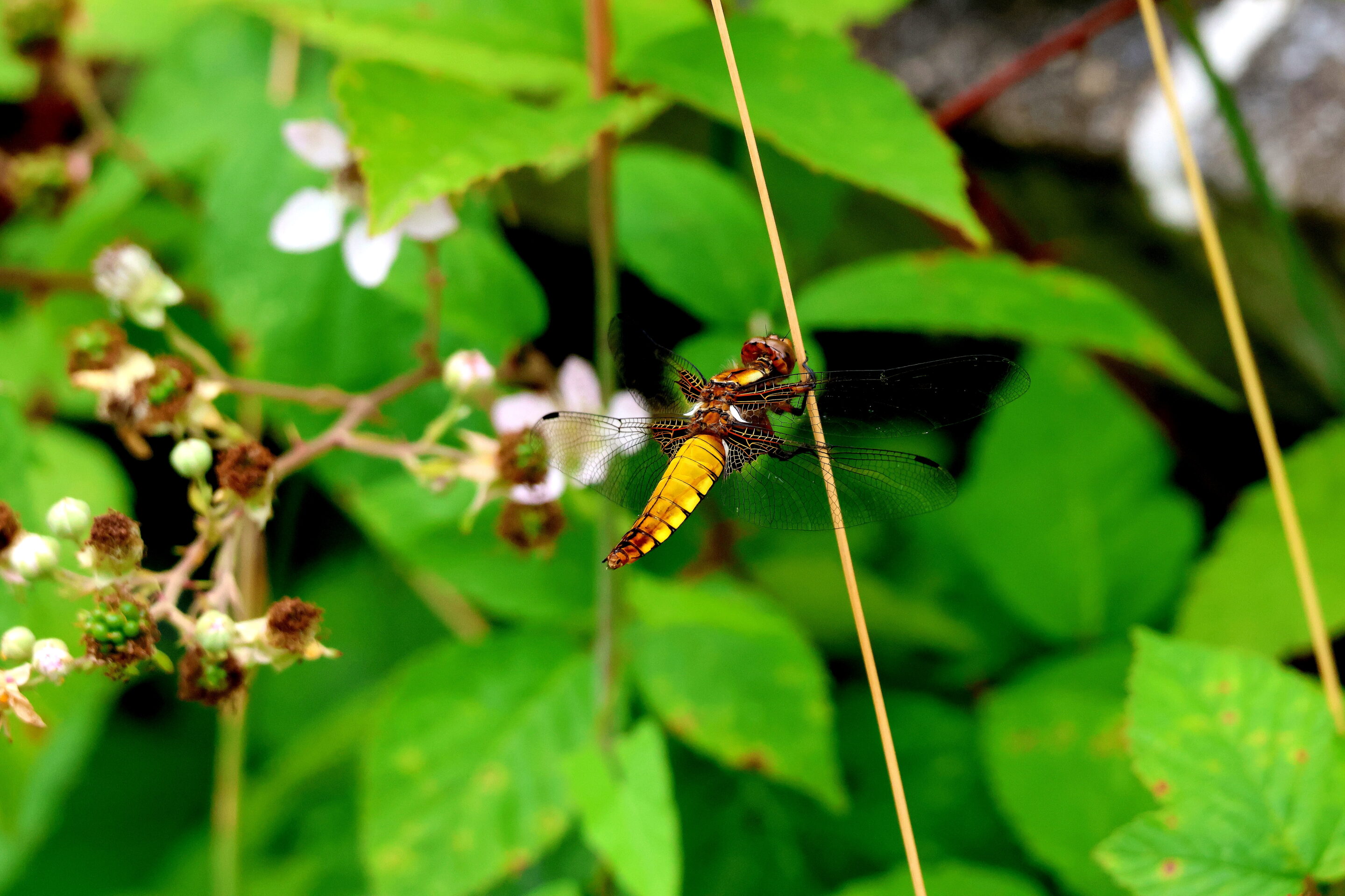 La libellule rose – Image 17