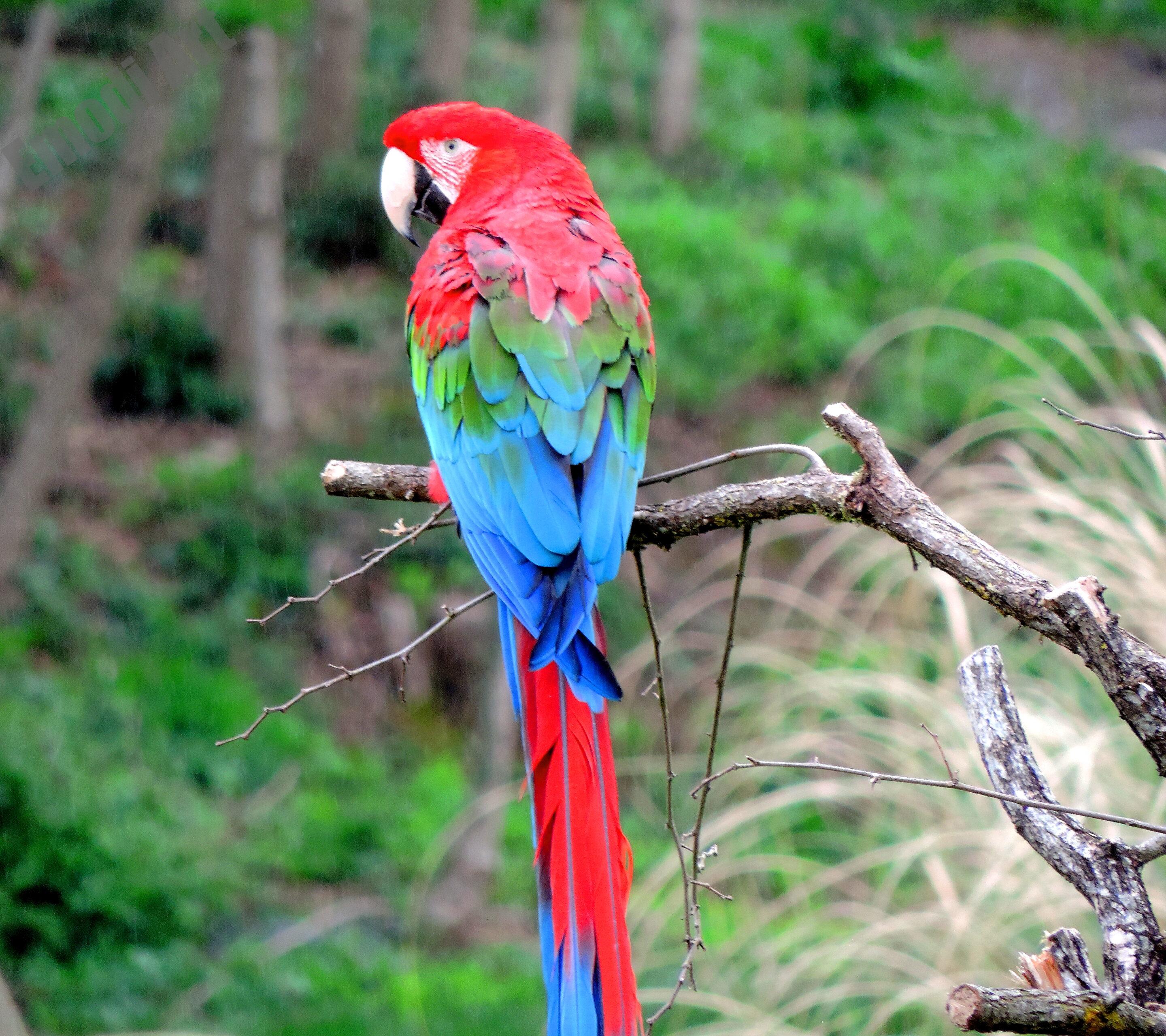 Le monde des oiseaux – Image 7