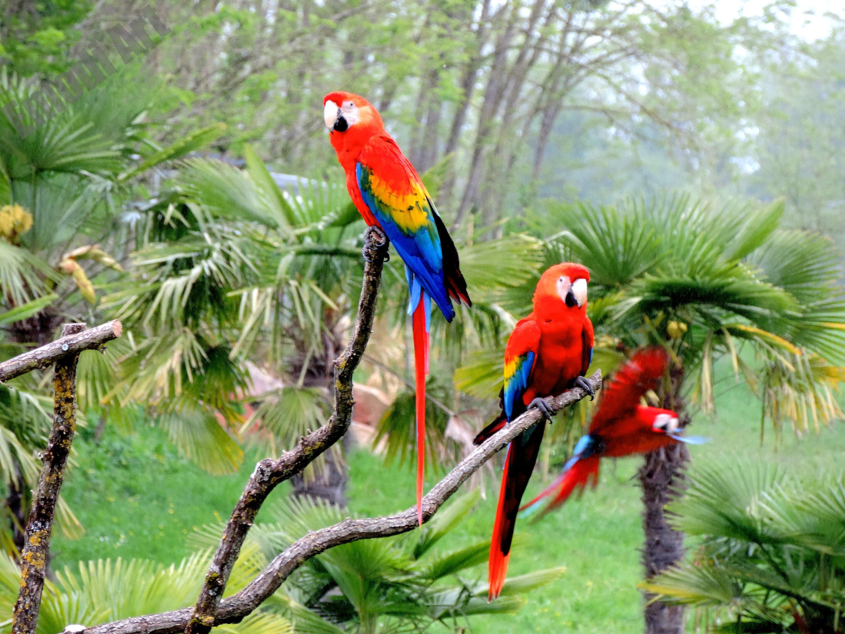 Le monde des oiseaux – Image 12