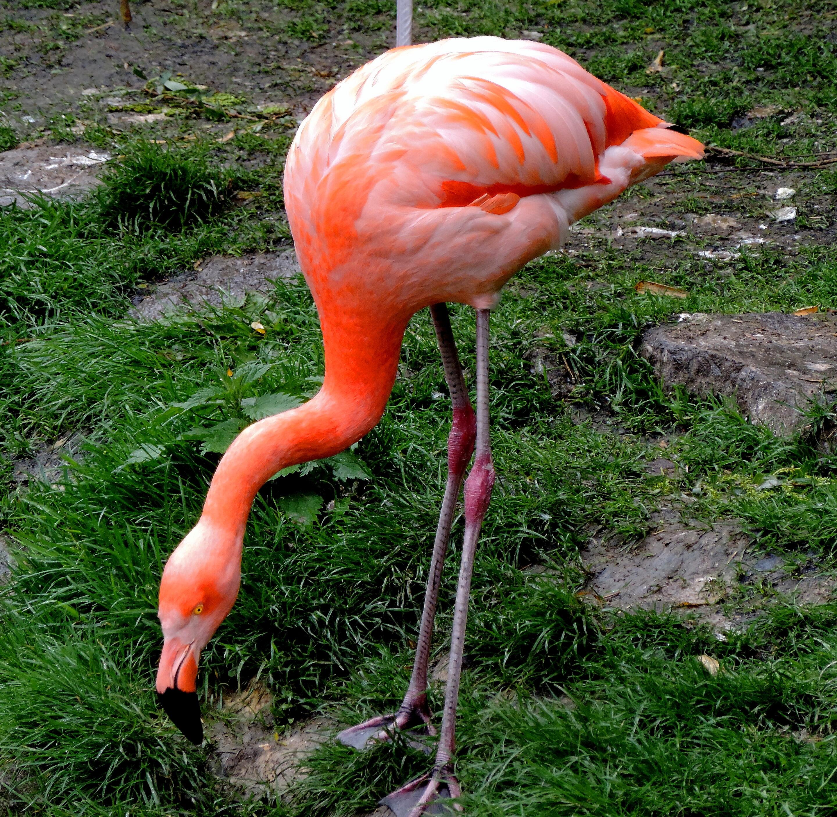 Le monde des oiseaux – Image 14