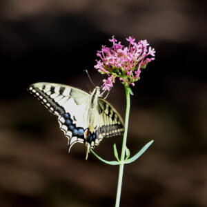 Macrophotographie de petits vivants