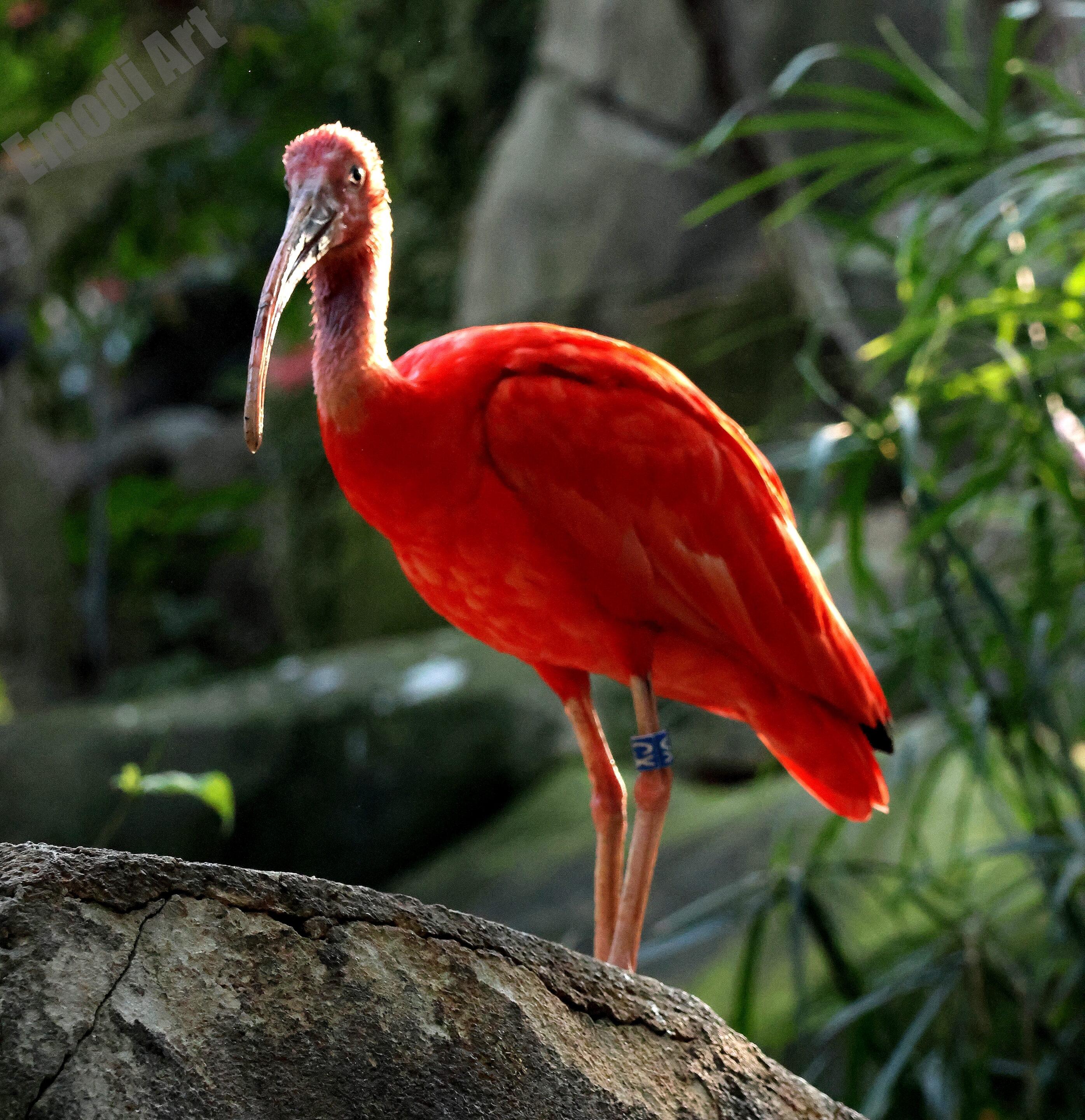 Le monde des oiseaux – Image 13