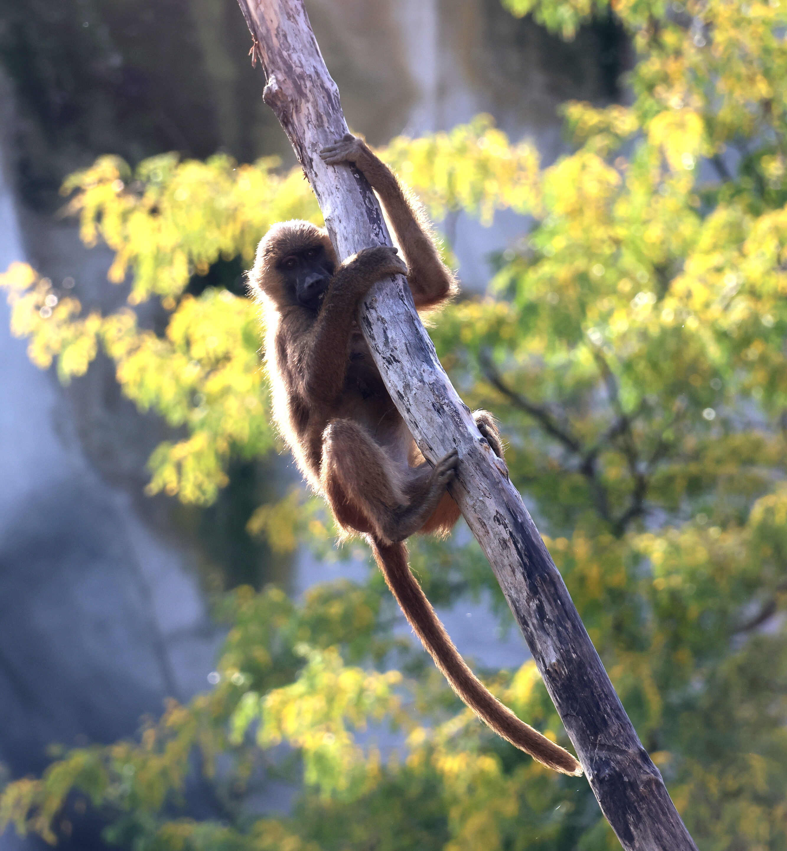 Bébés animaux au regard envoutant – Image 31