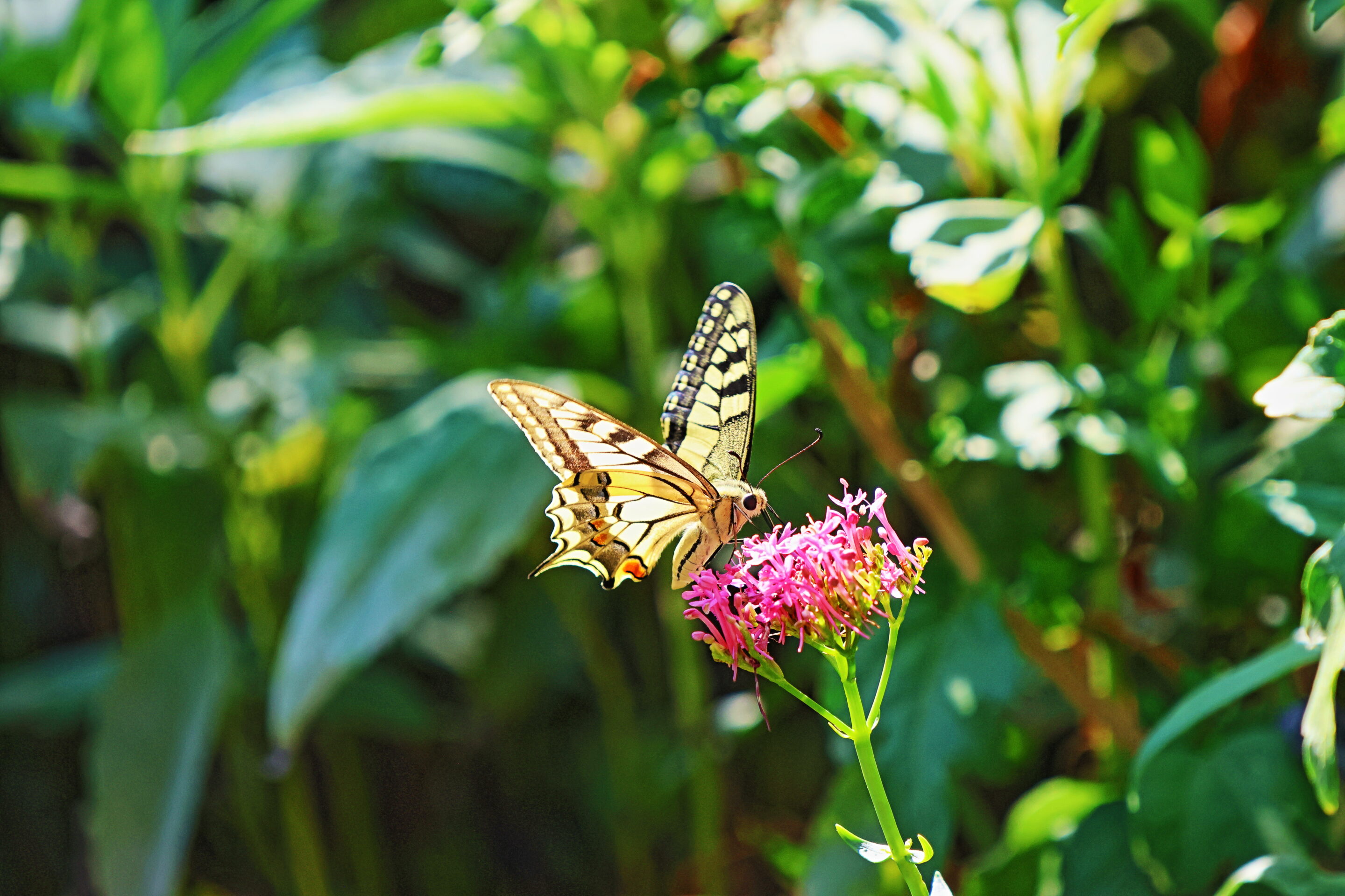papillon